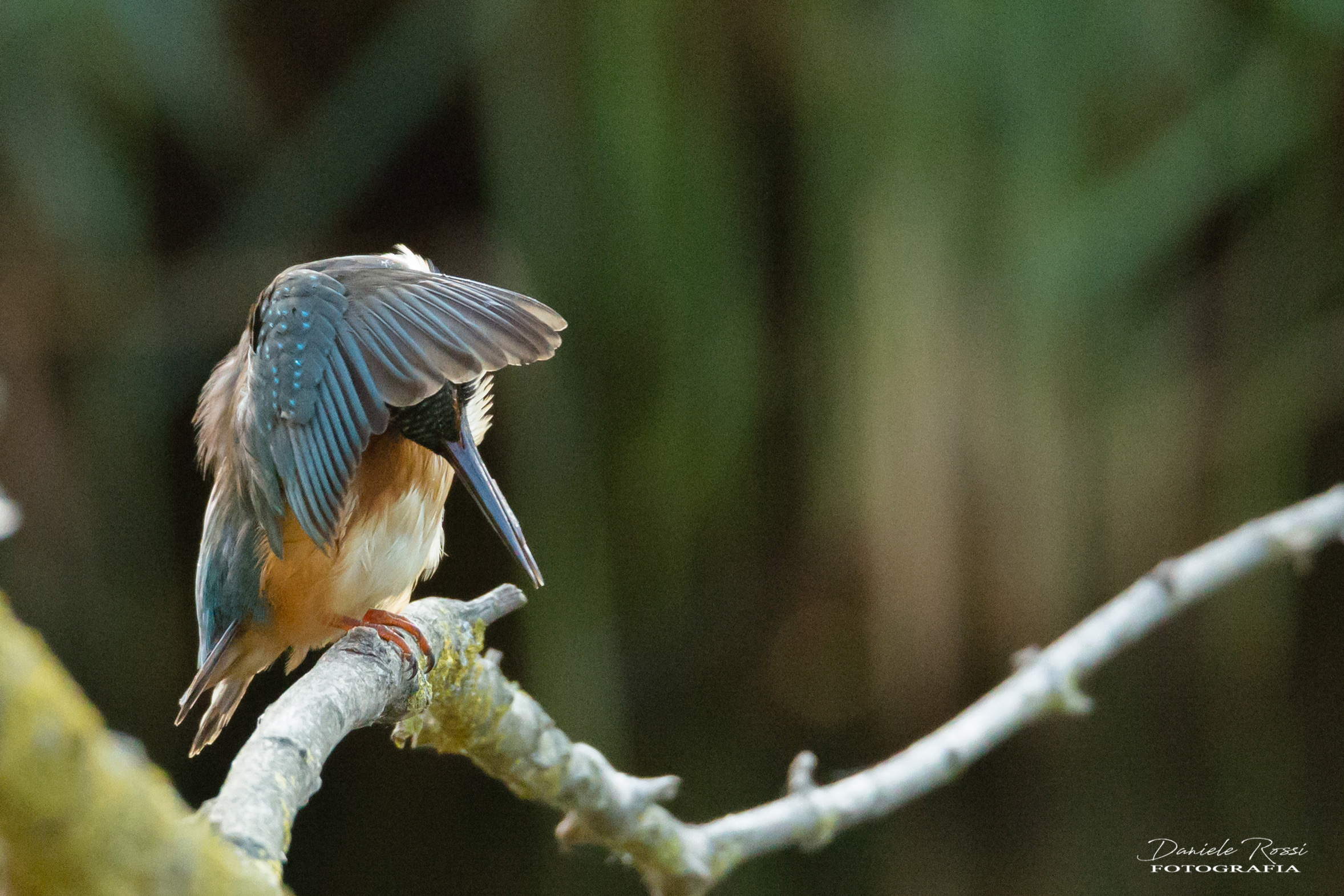 Martin Pescatore un po timido
