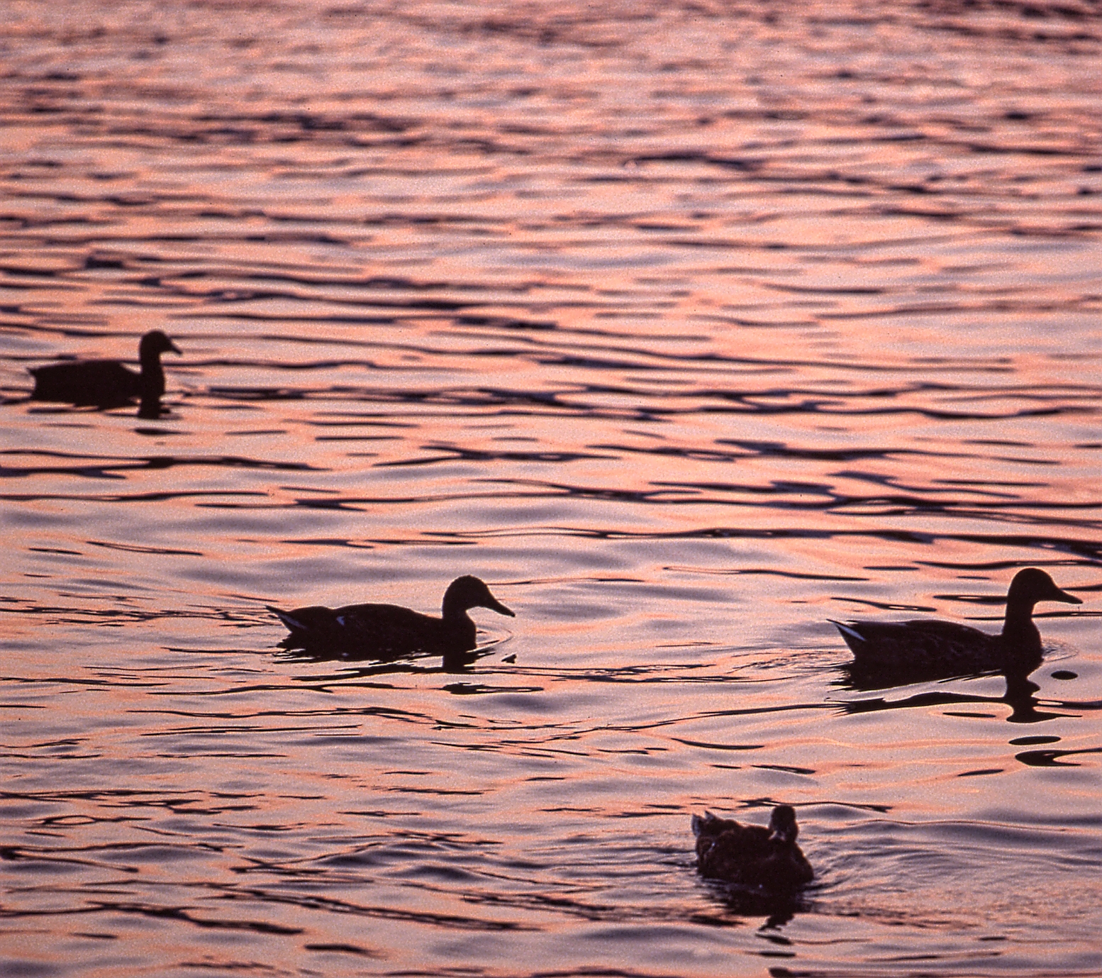 Mallards at the sunset