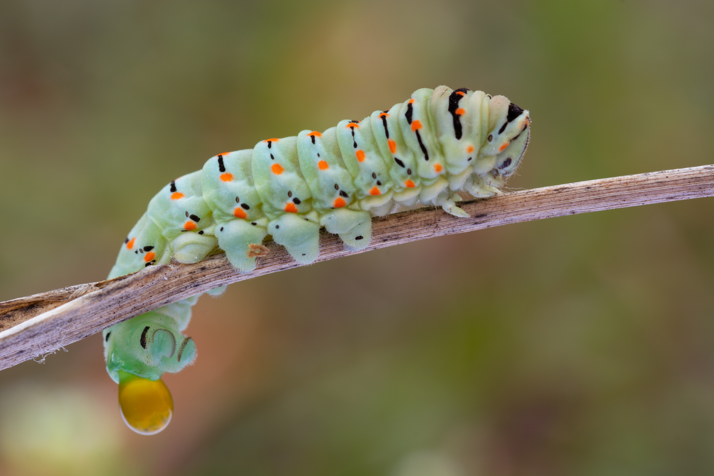 Quando Scappa Scappa