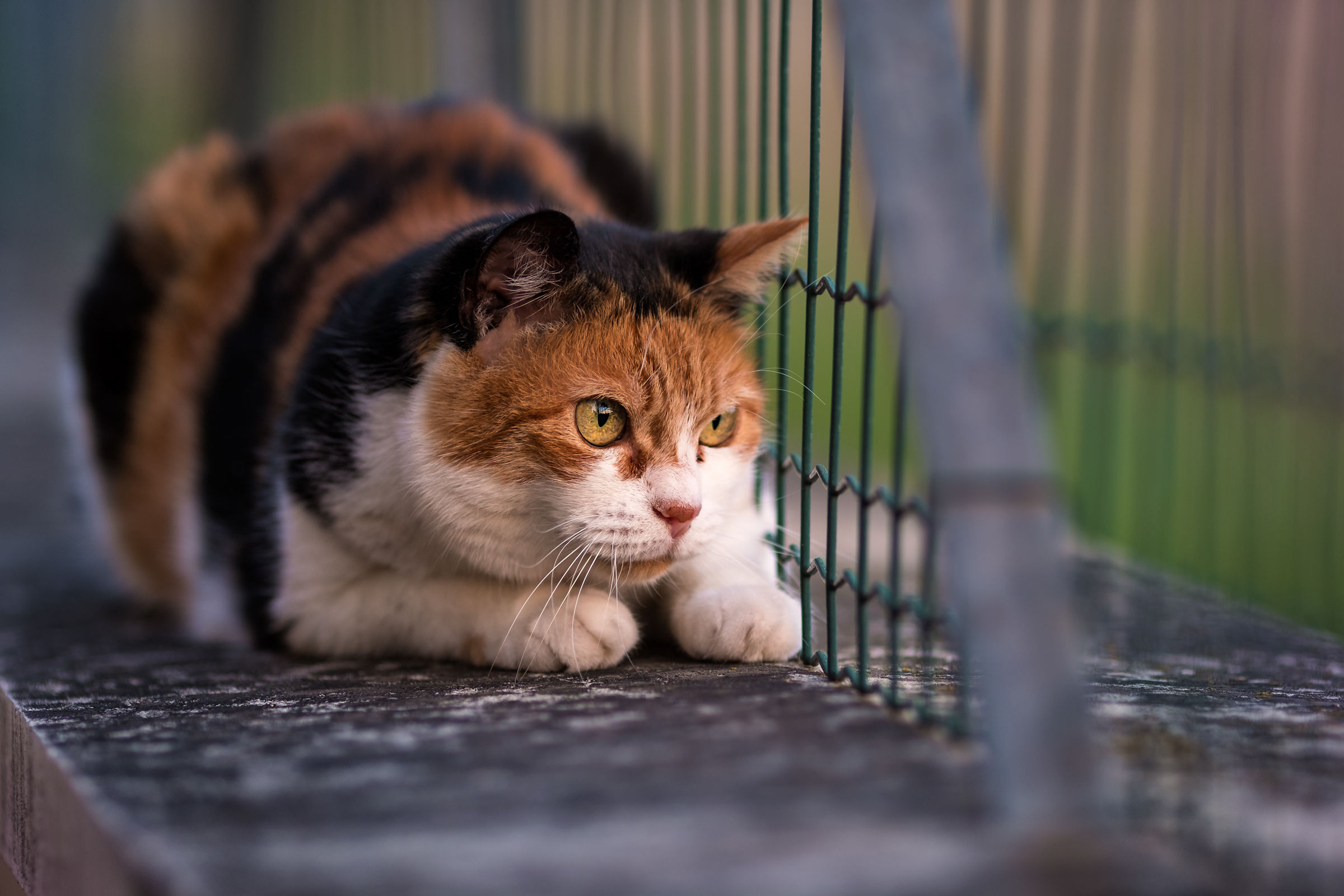 Ti sto controllando!