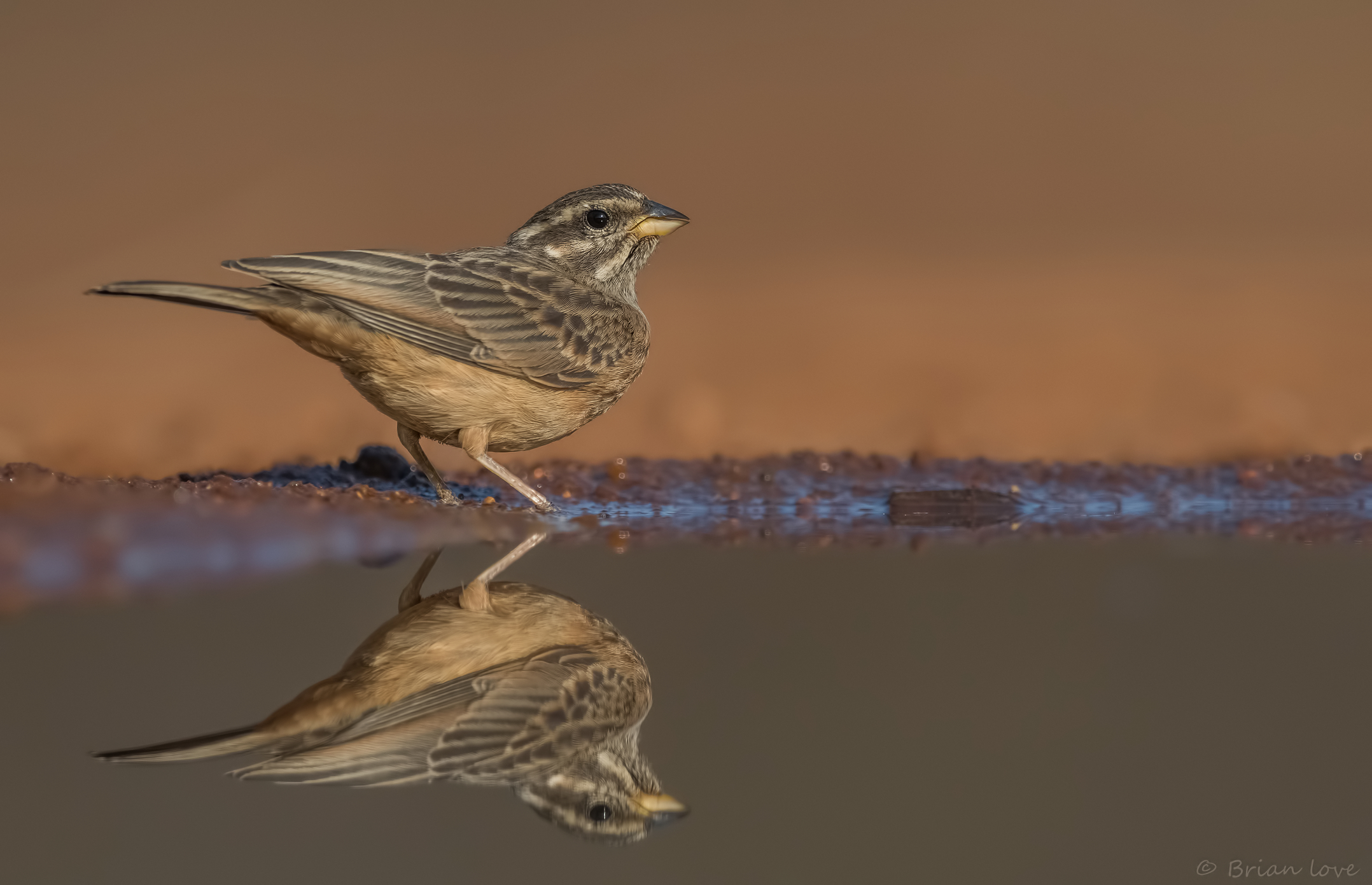 Cinnamon-breasted Bunting (Emberiza tahapisi)