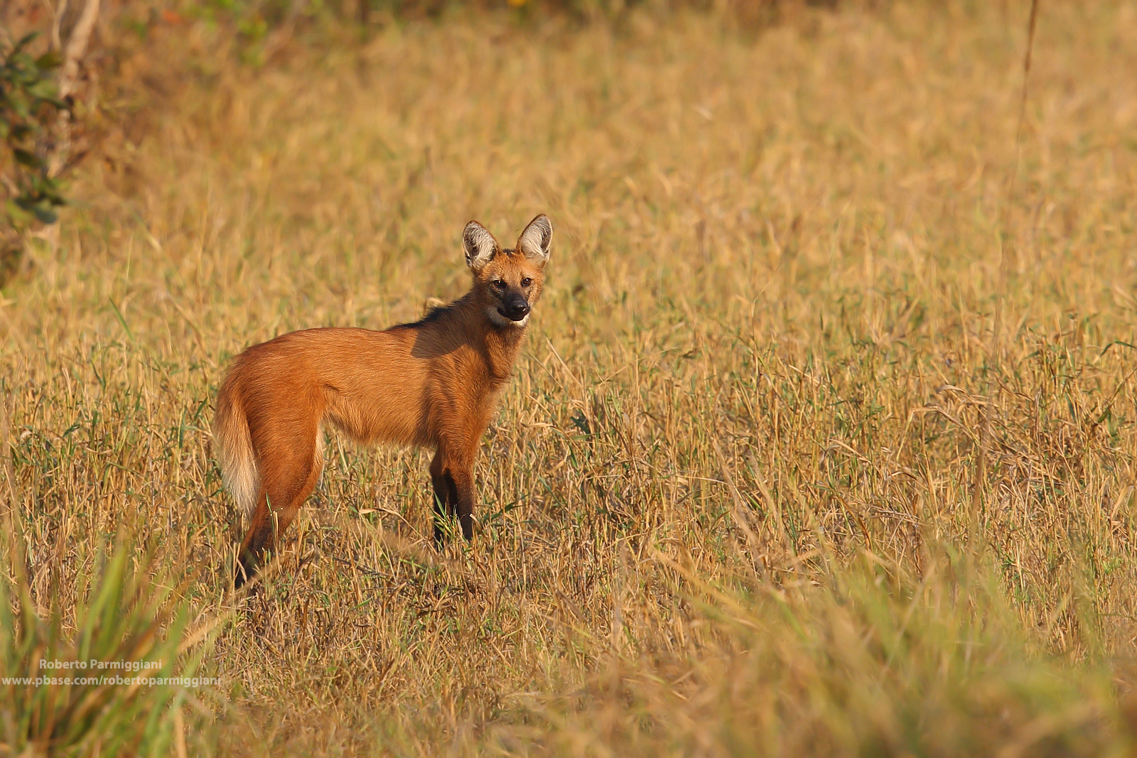 The Elusive maned wolf (Black-maned Wolf)