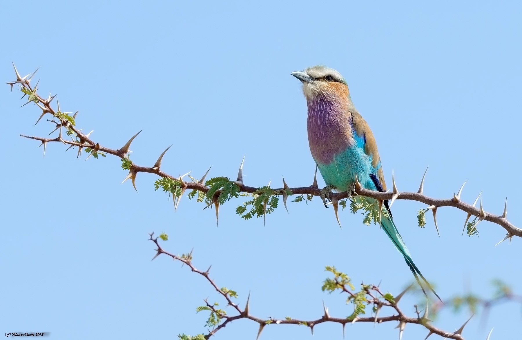 Lilac-breasted Roller (Caracias caudatus) Kalahari