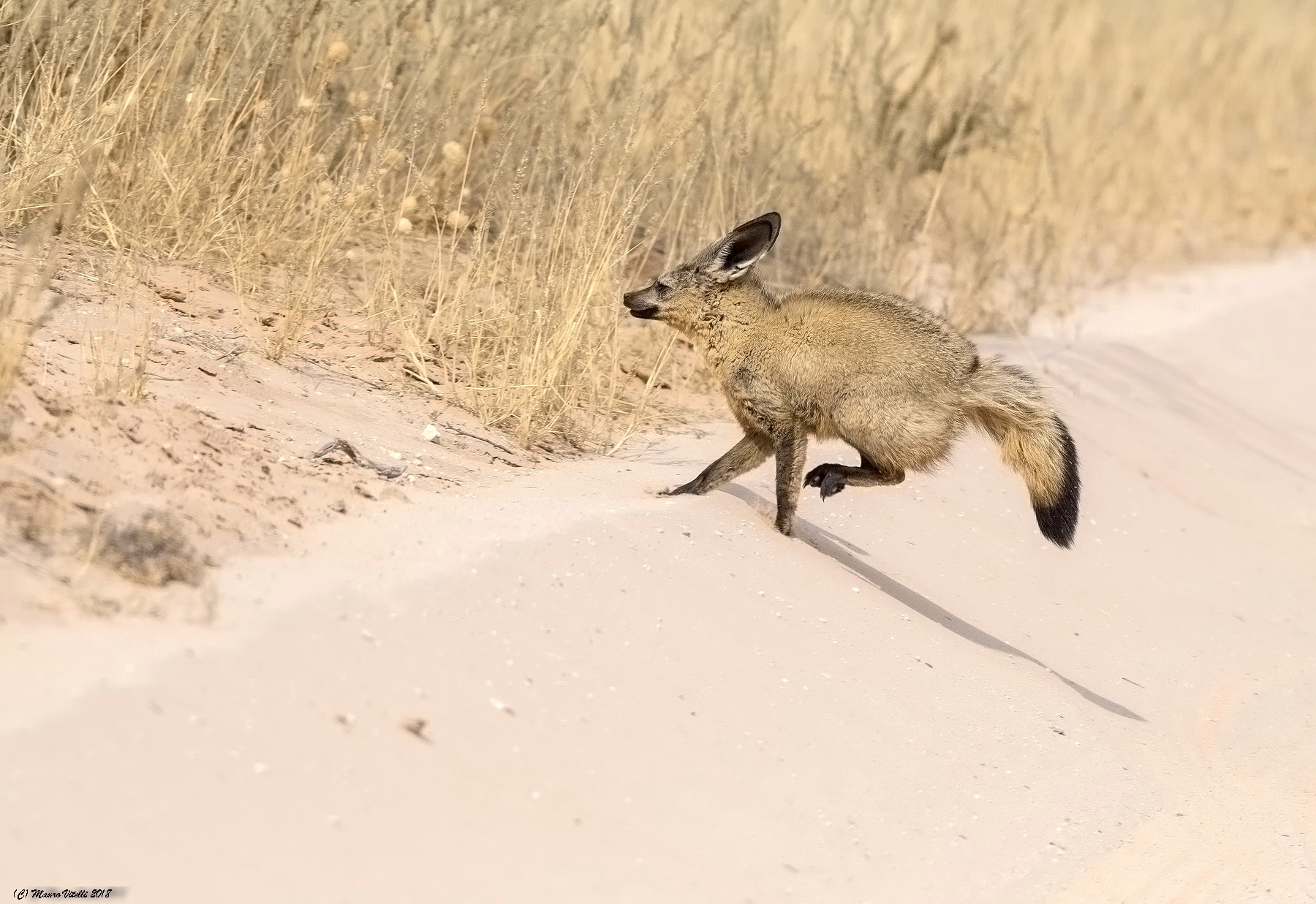 The escape of the Otocione (Kalahari Desert) Botswana