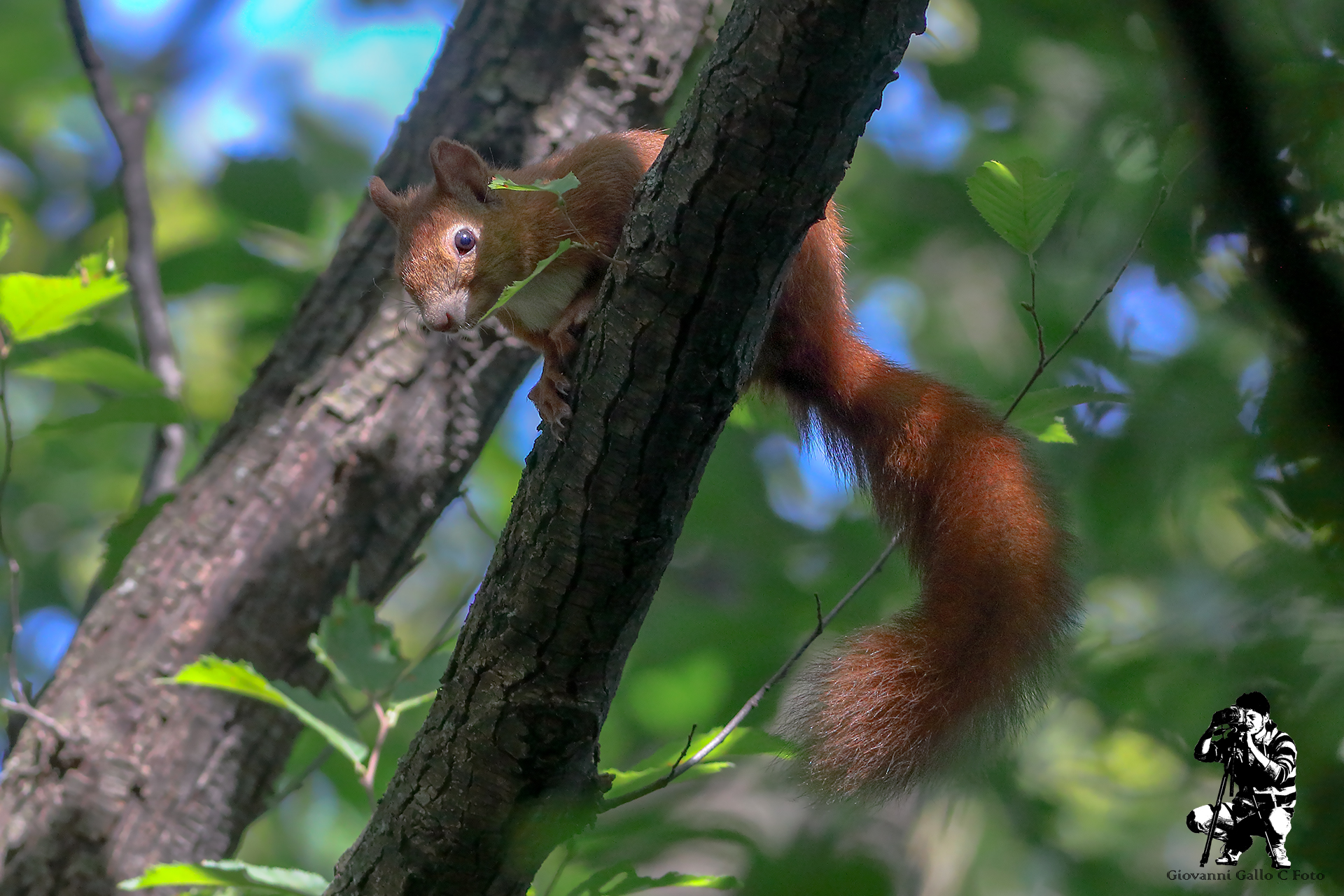 Scoiattolo in Posa
