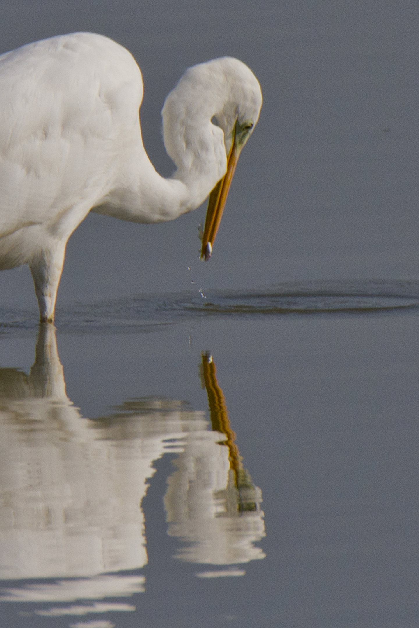 White heron with Prey