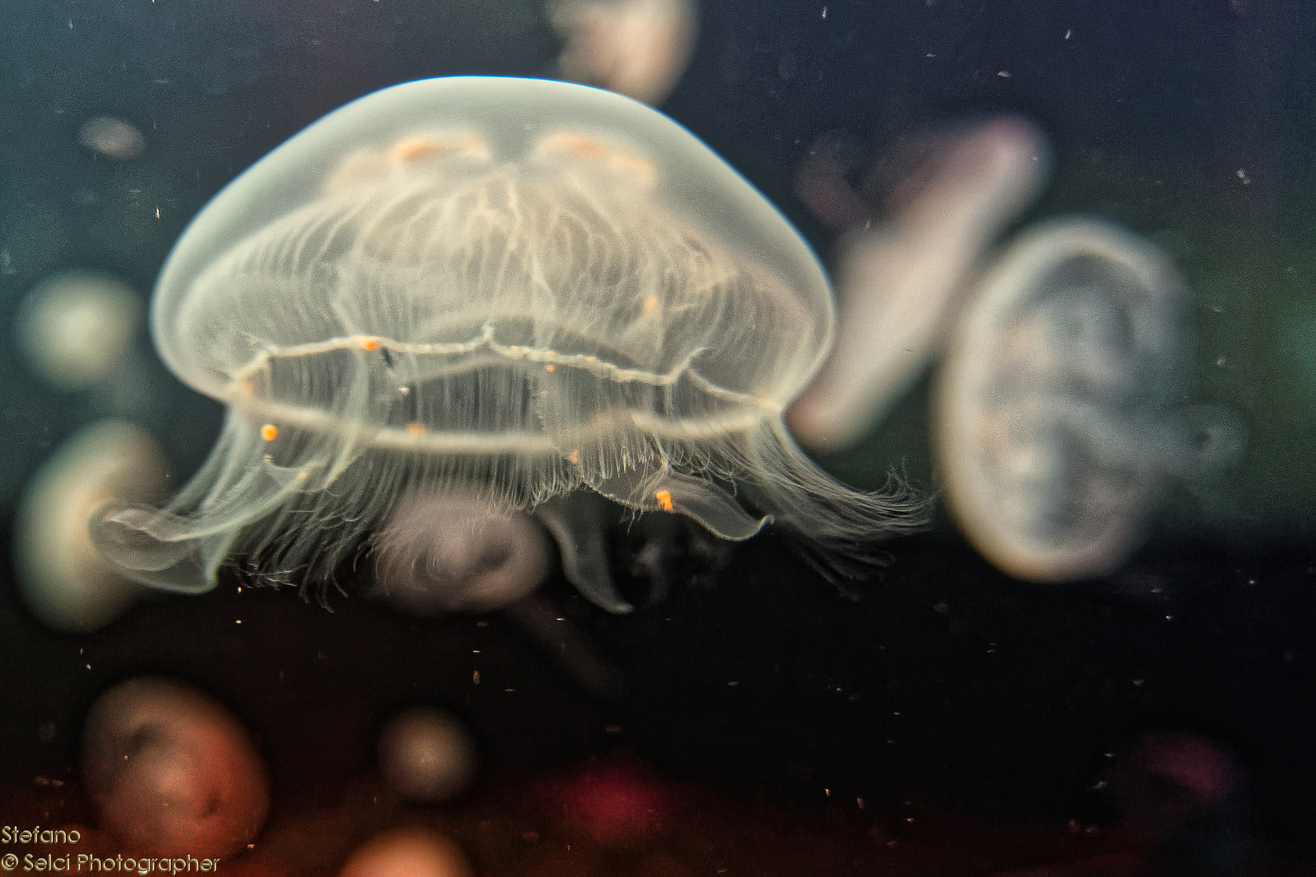 Jelly Fish (l'oceanogràfic, Valencia)