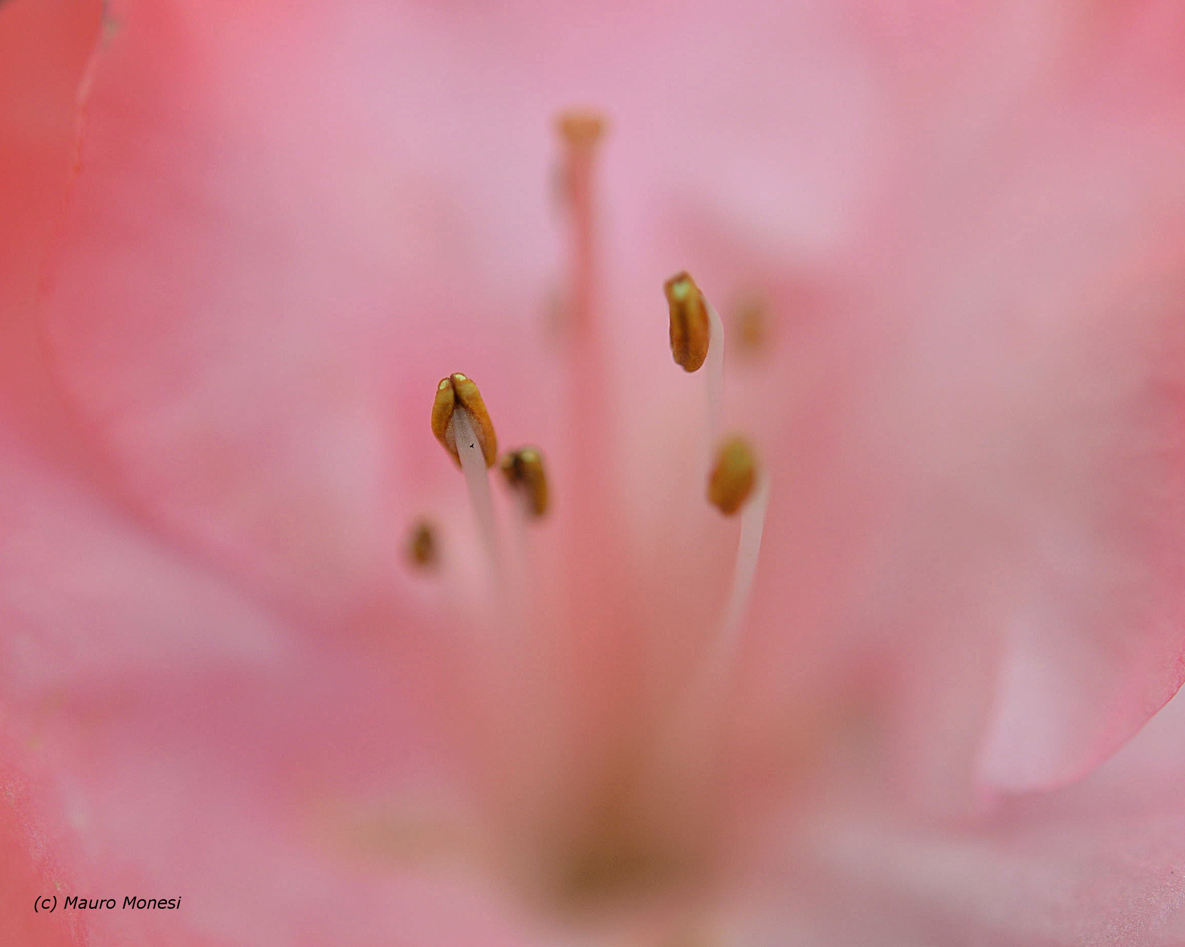 Nel cuore dell Azalea
