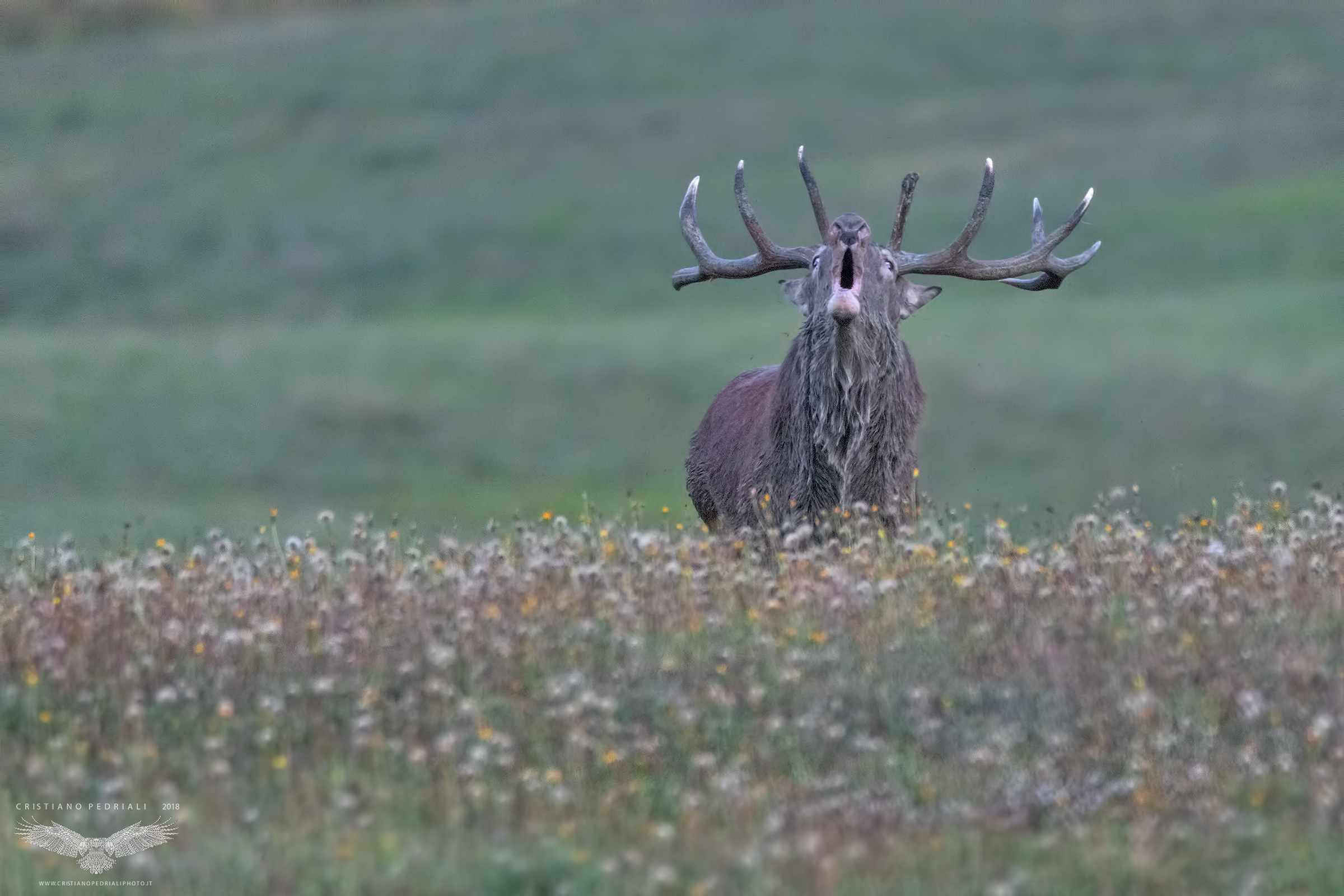 L'urlo... (cervo maschio)