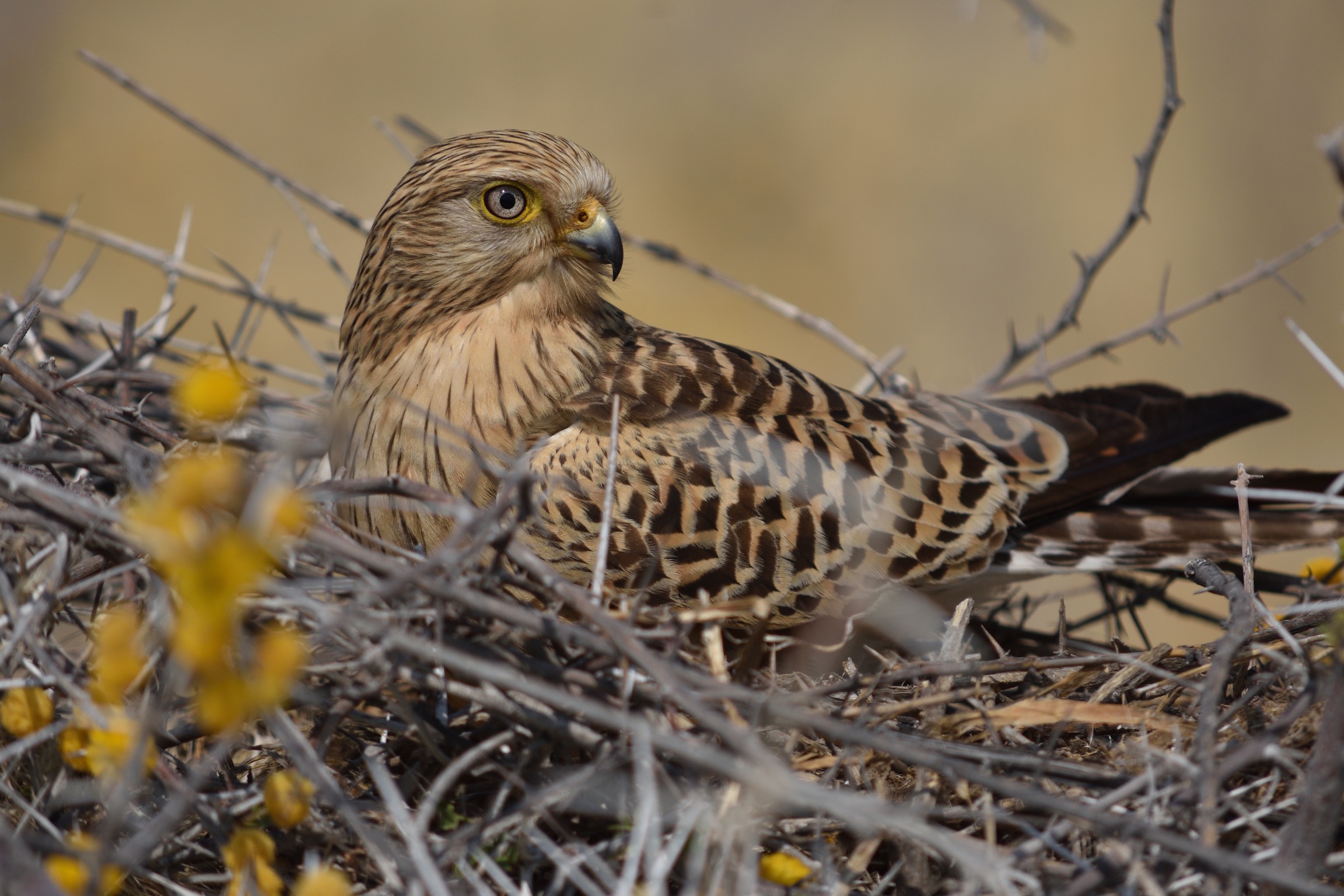 Tawny eagle namibia etosha