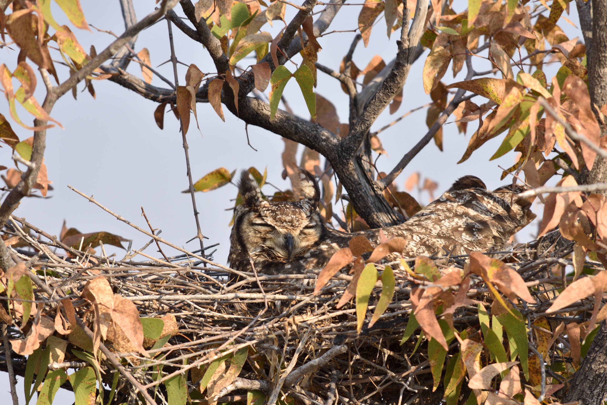 Spotted eagle owl namibia etosha