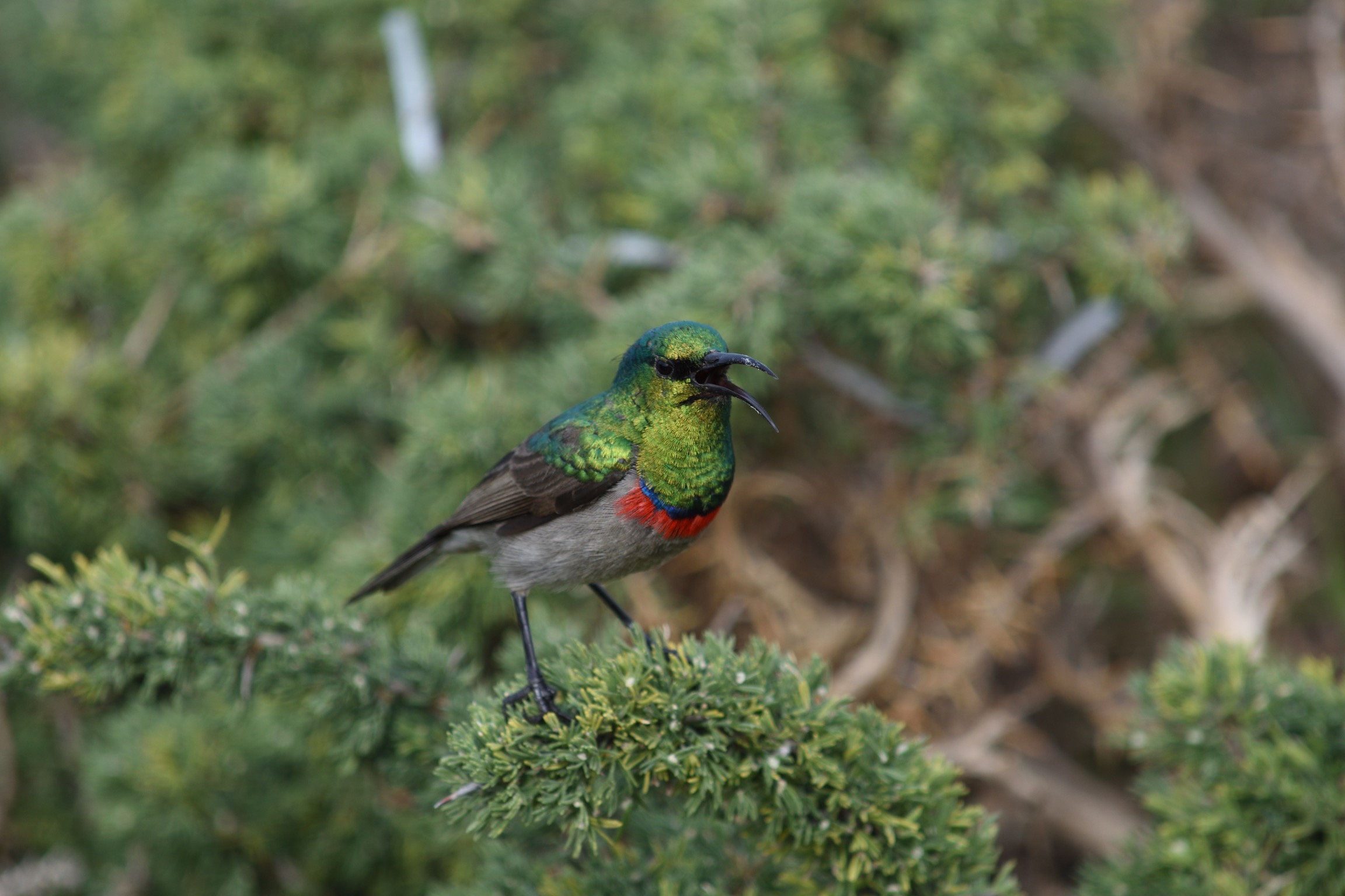 Sunbird Hermanus sudafrica