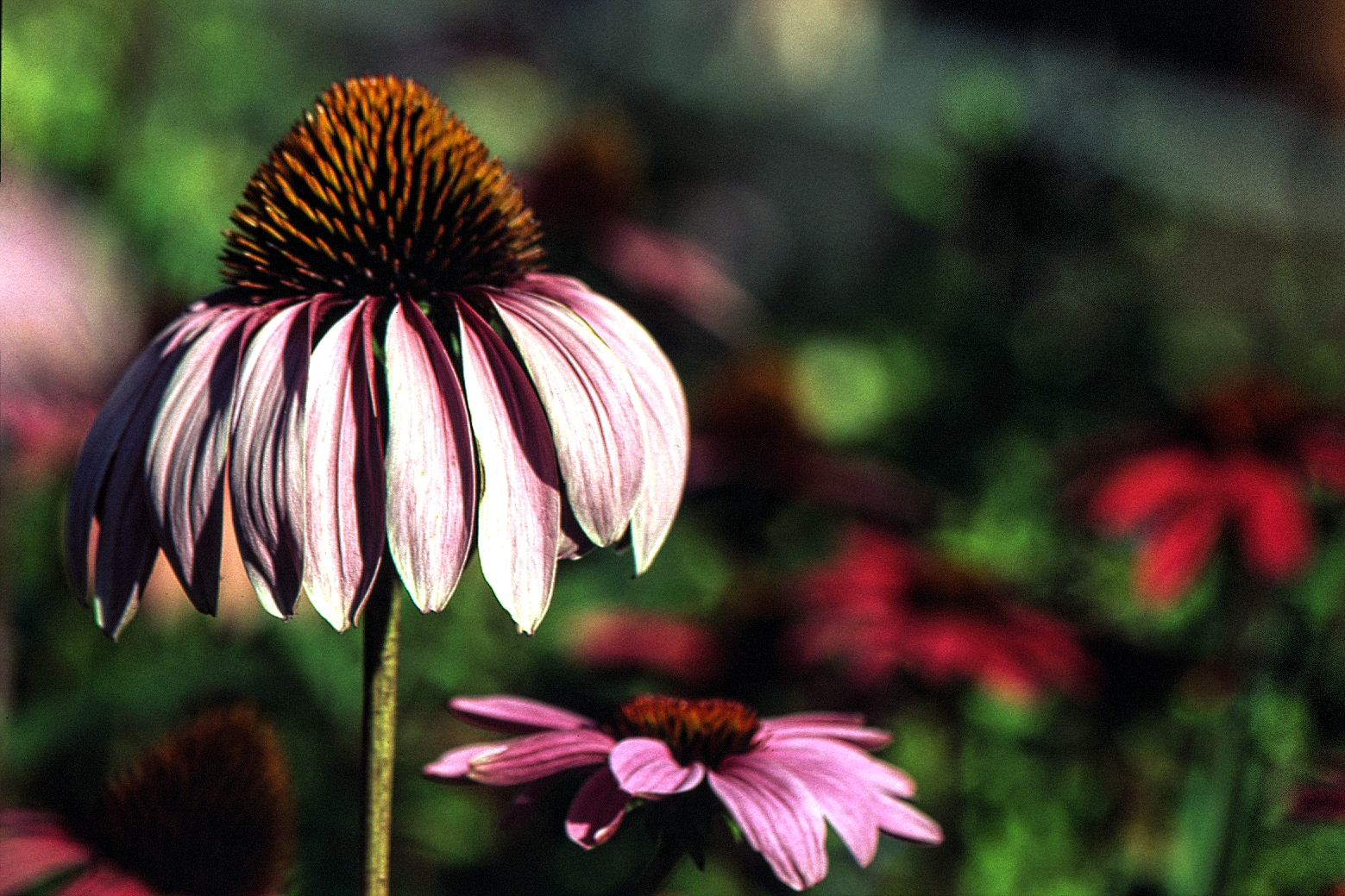 Echinacea