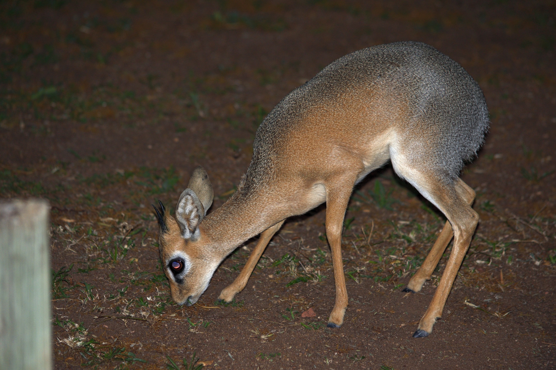 Dik dik by night