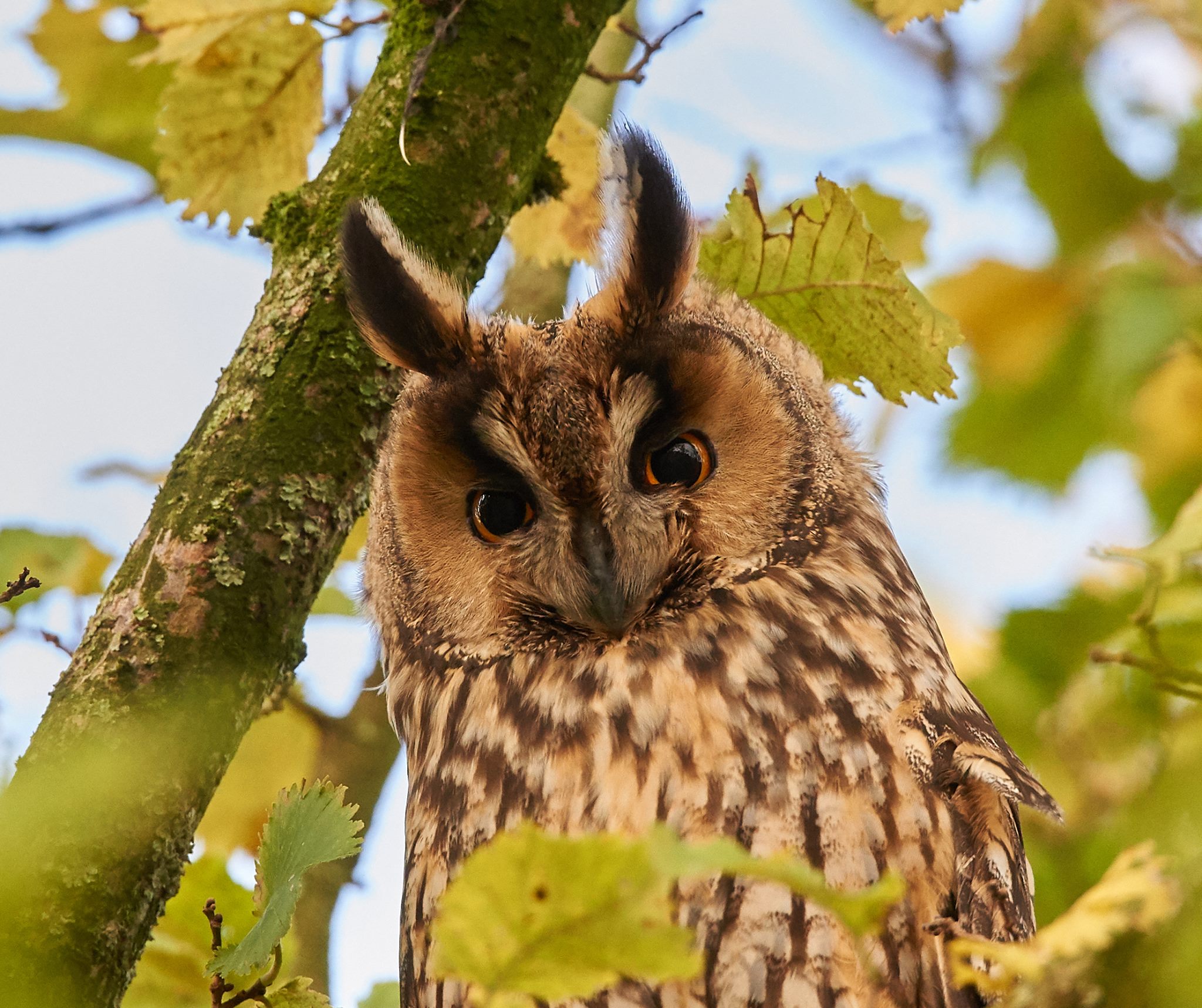 Gufo dalle orecchie lunghe