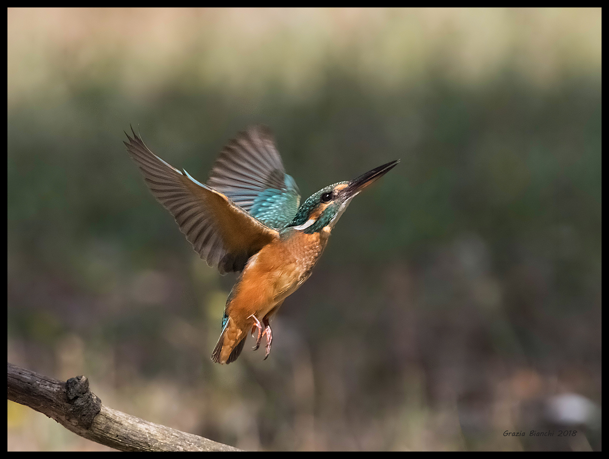 Female Kingfisher-Park Ella Piana