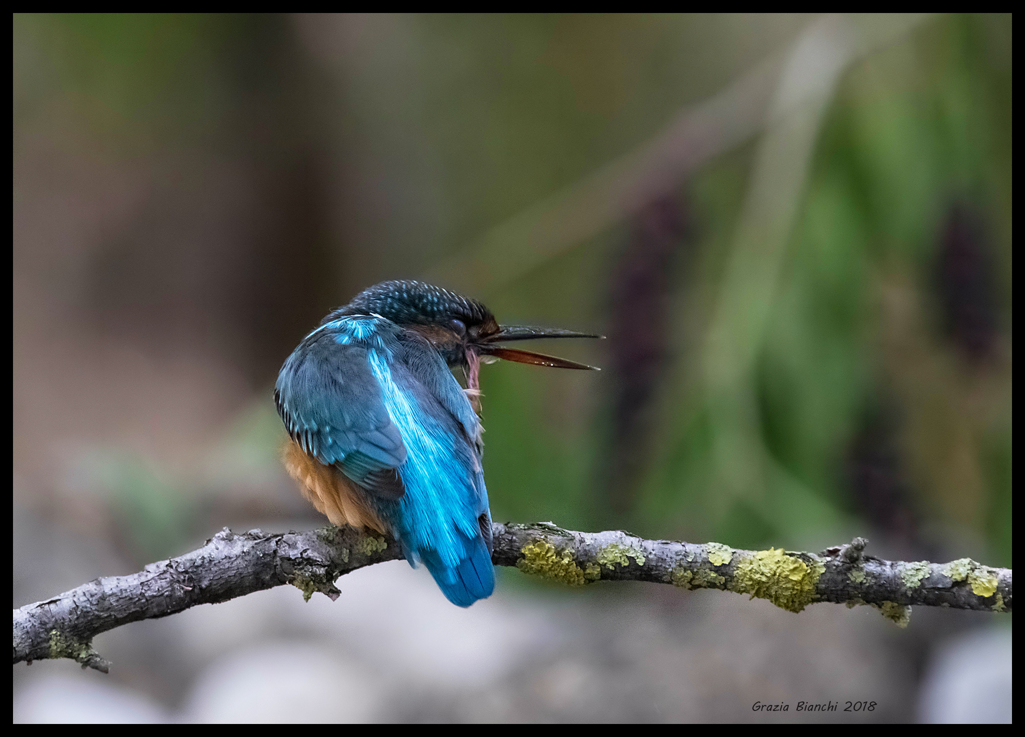 Female Kingfisher-Park Ella Piana