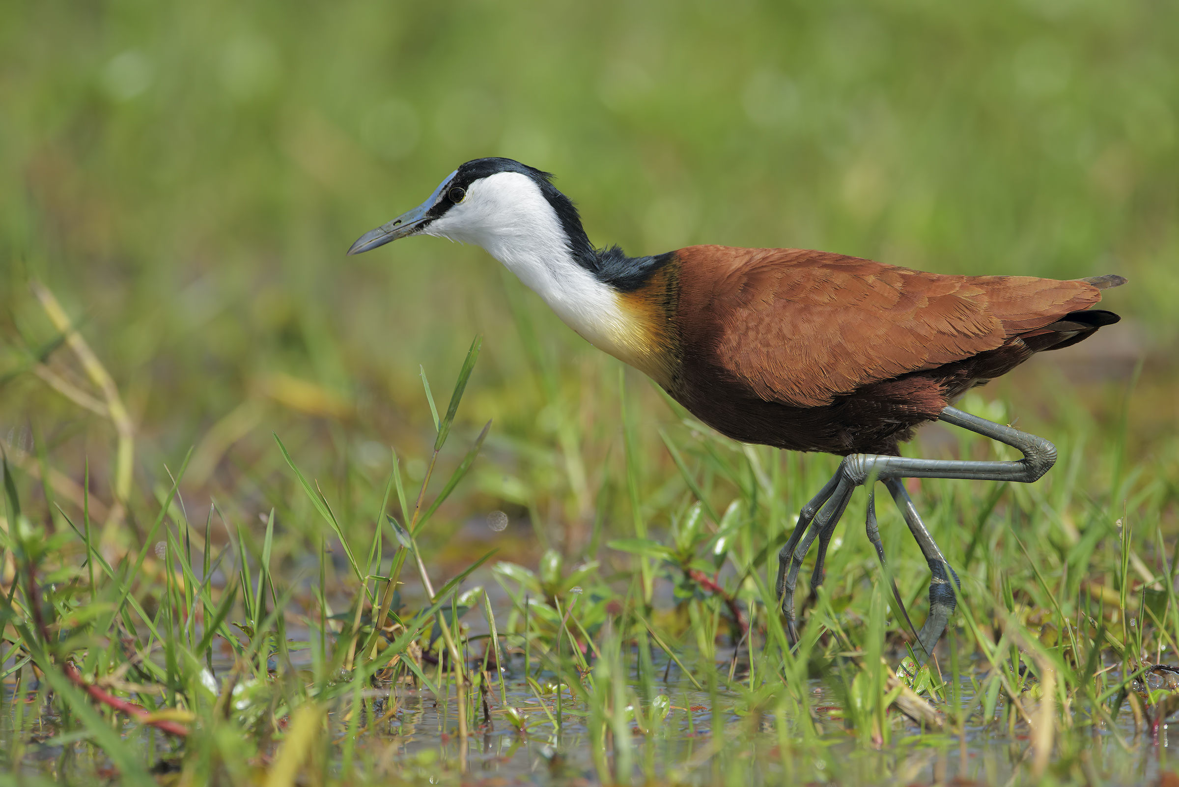 The firm of Jacana
