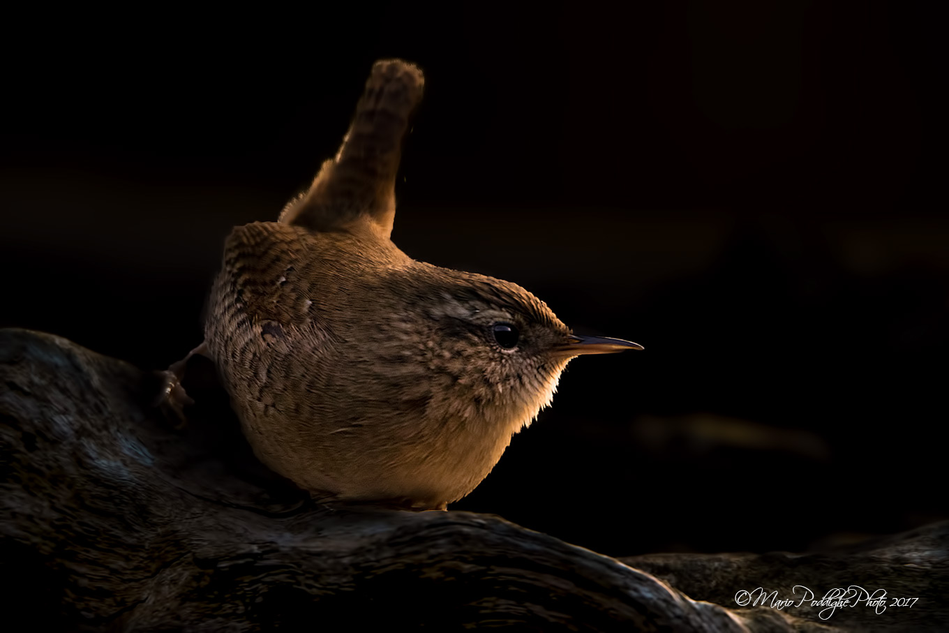 Scricciolo tra ombre e luci
