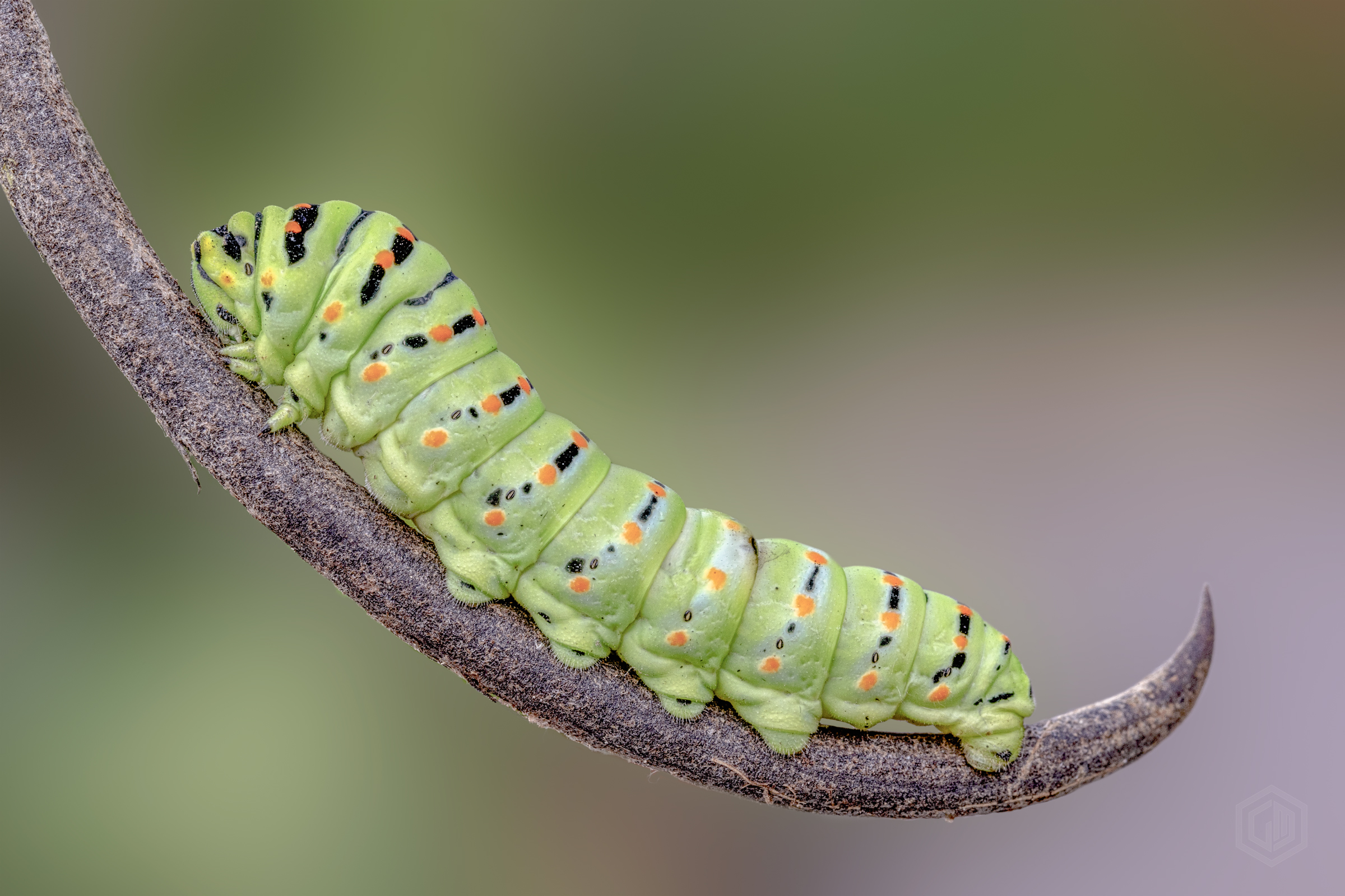 Swallowtail Caterpillar