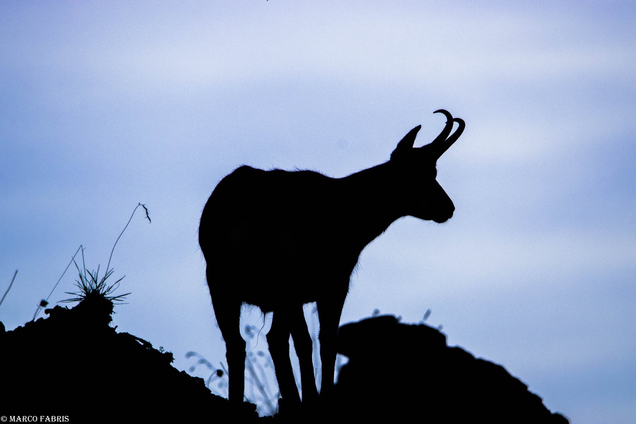 The silhouette of Chamois