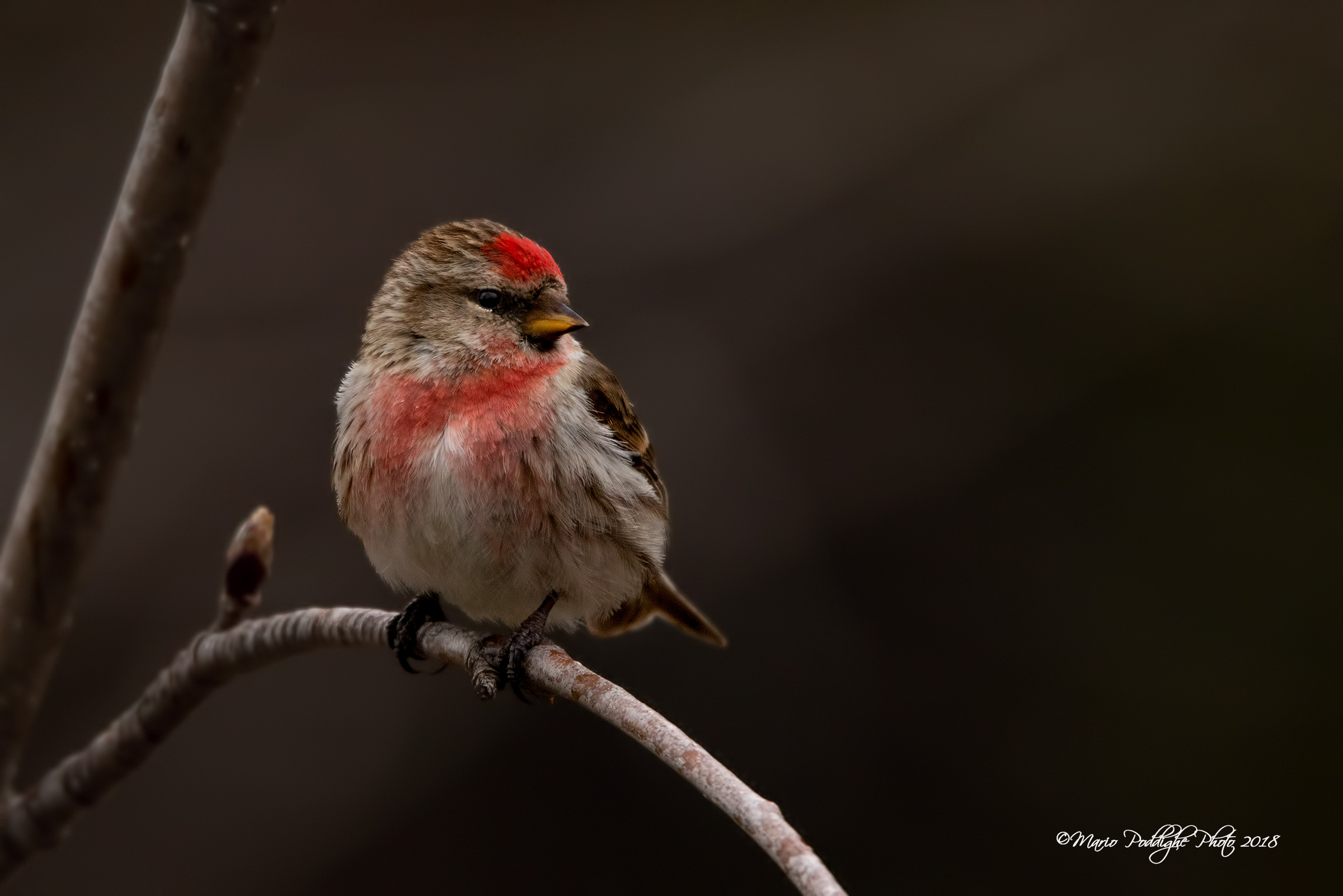 Organetto in bella vista