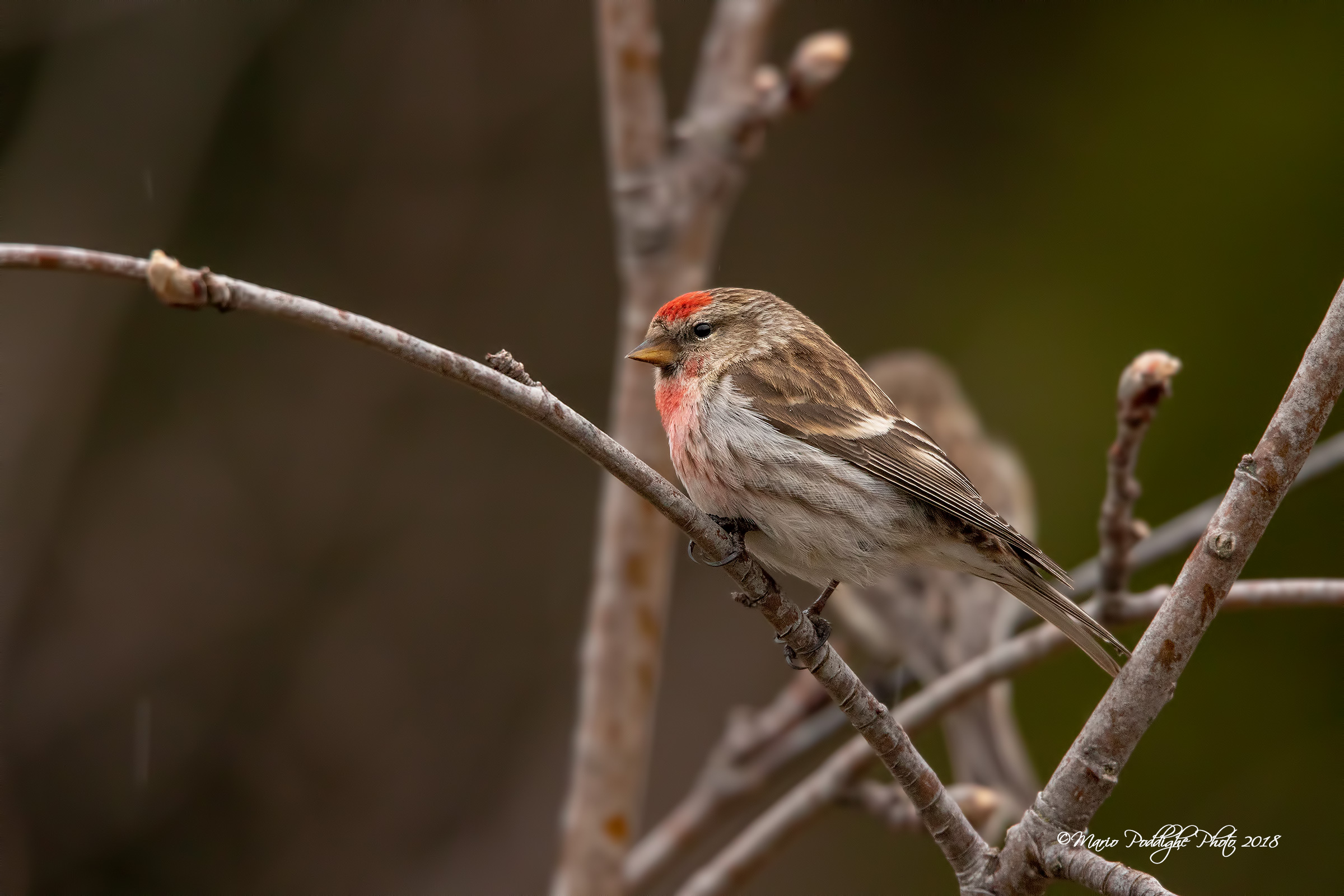 l' eleganza della posa