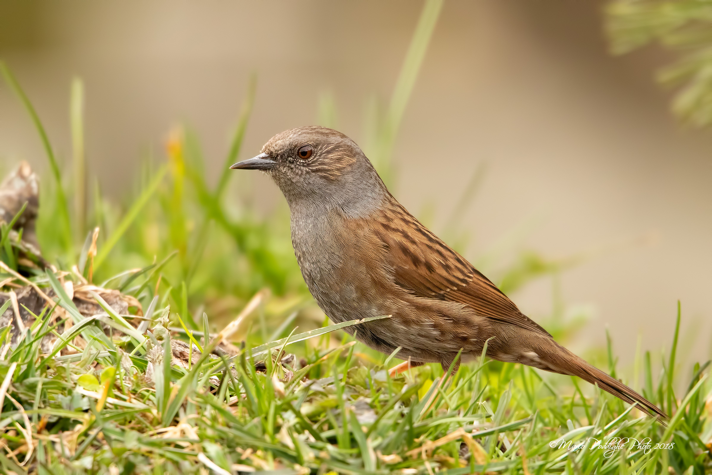 Una Scopaiola di classe