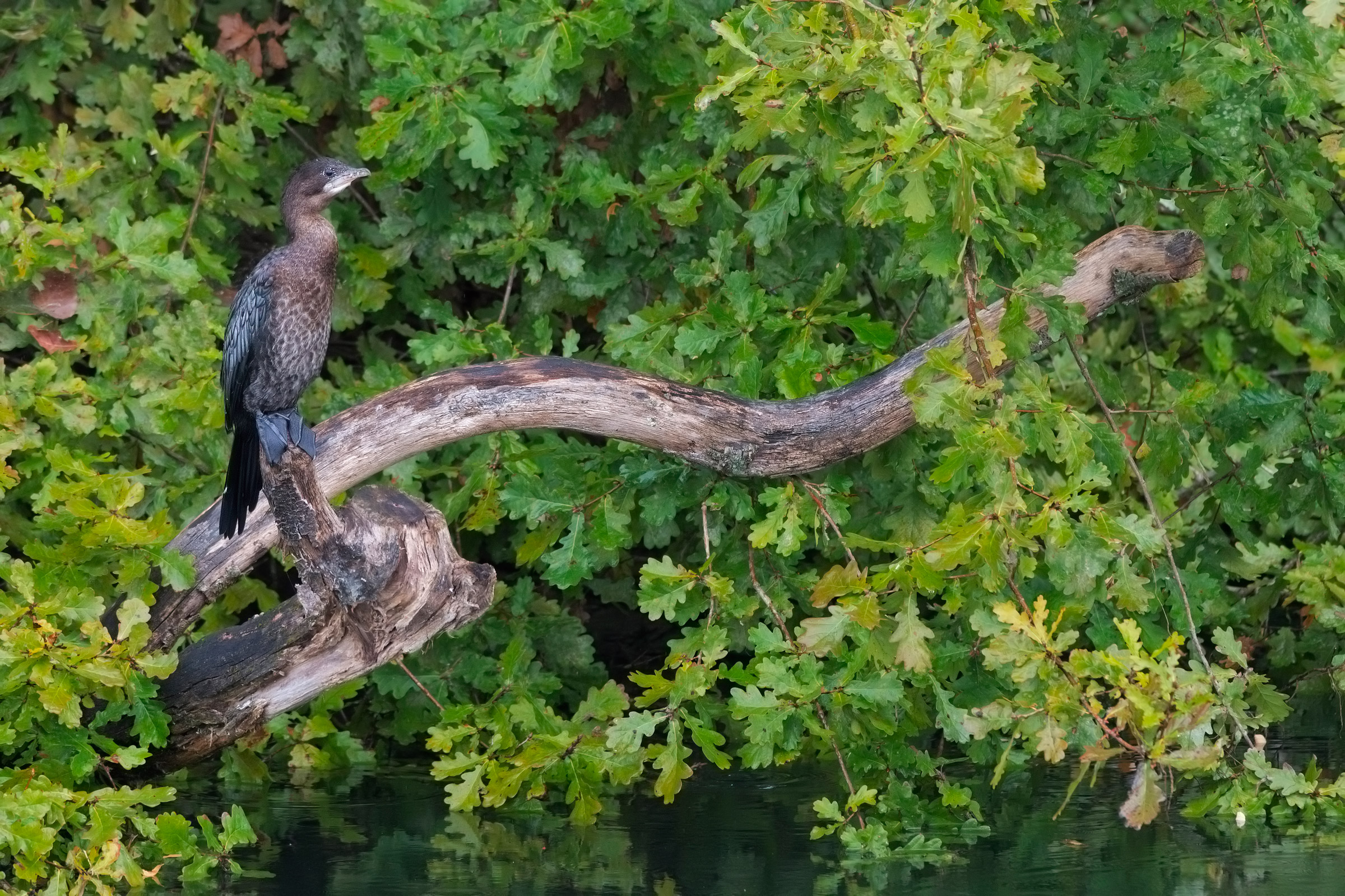 The art of Mimicism.