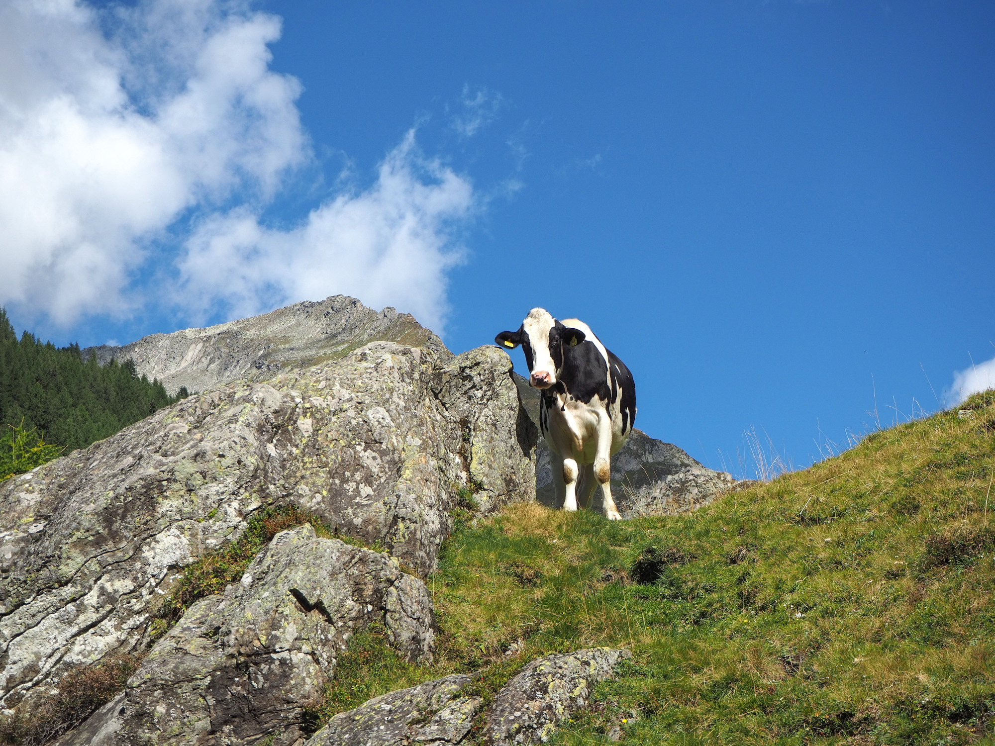 Ti osservo da quassù