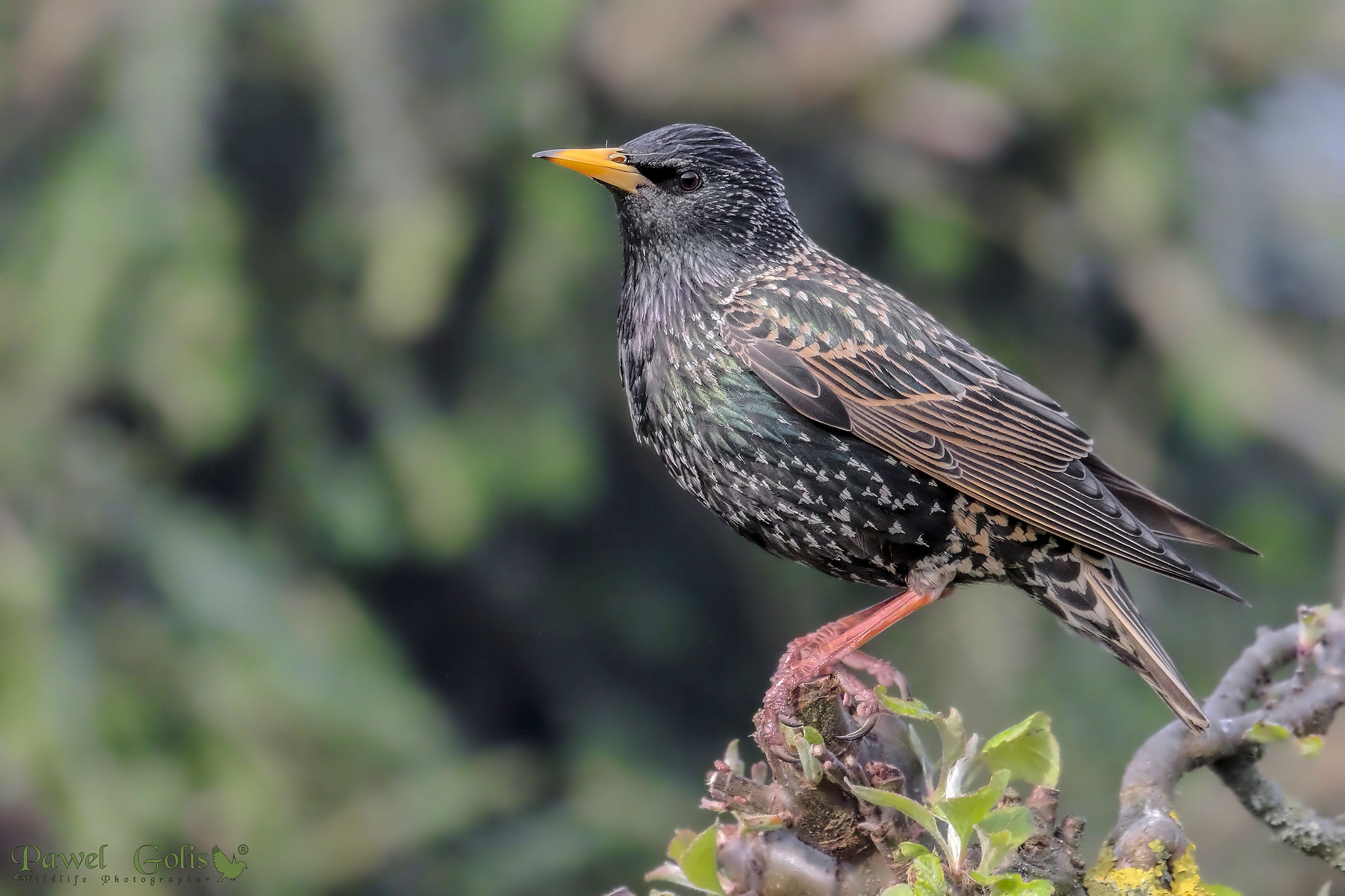 Starling comune (Sturnus vulgaris)