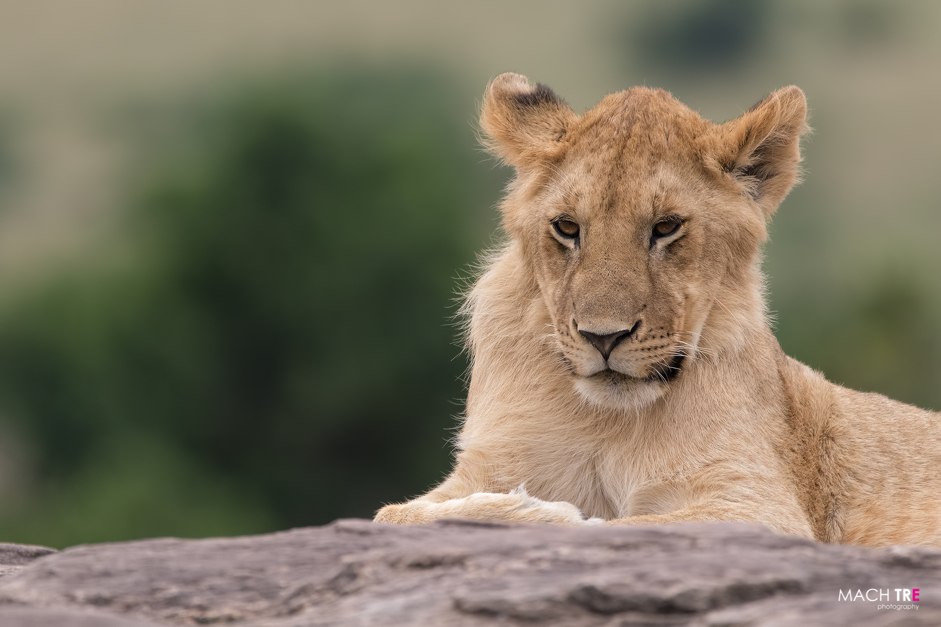 Masai Mara Game reserve