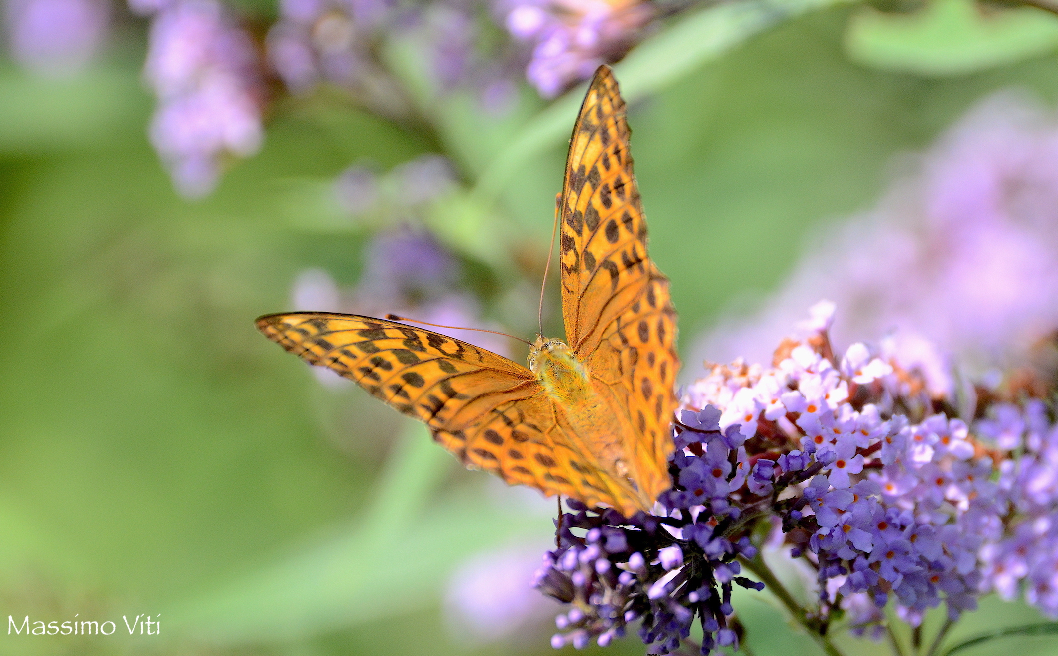 Argynnis Paphia