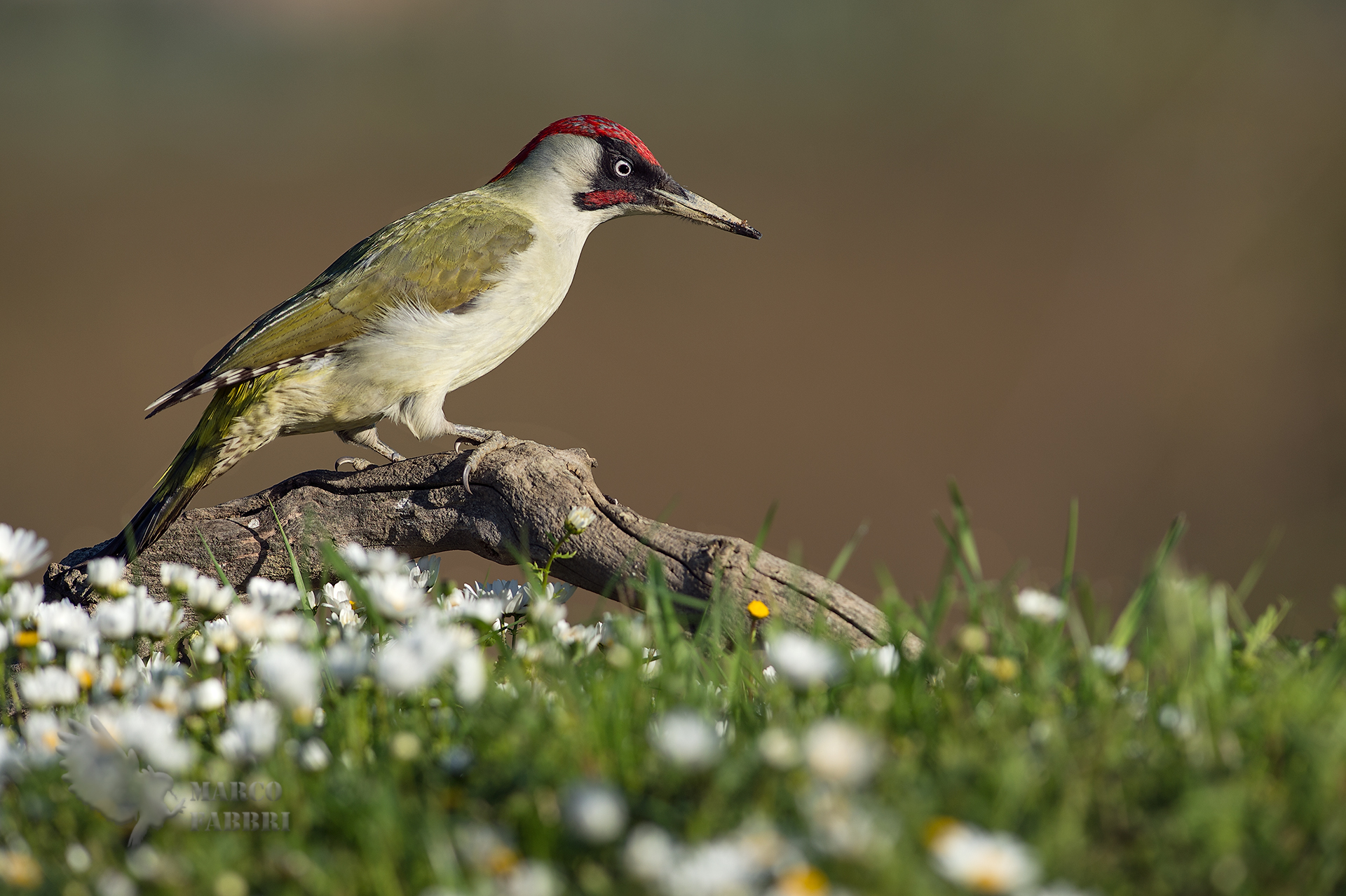 Green Woodpeckers