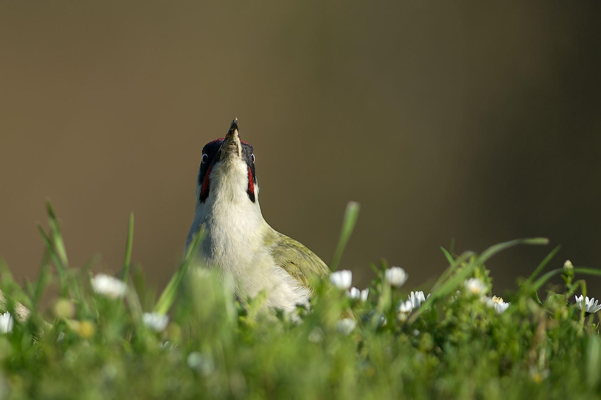 Green Woodpeckers