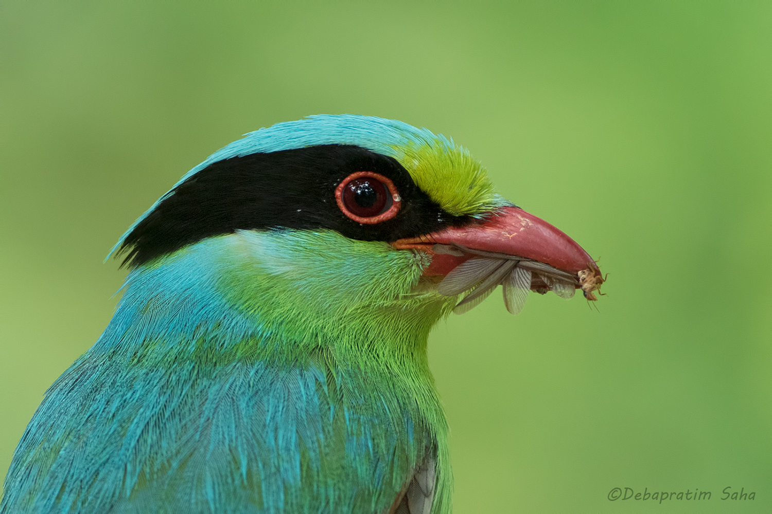 Green magpie