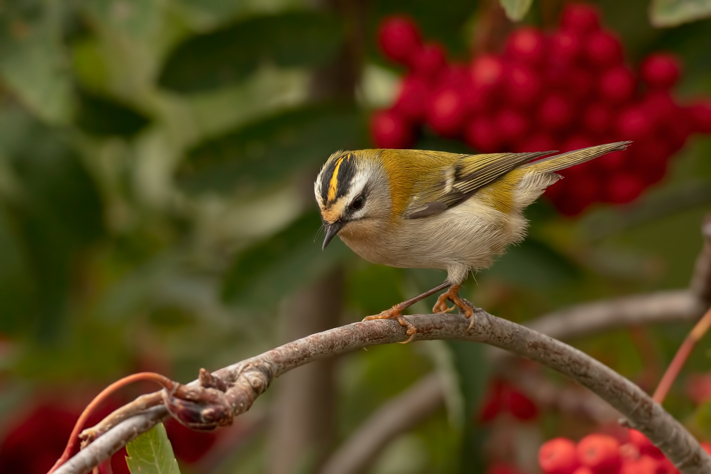 Fiorrancino (Regulus ignicapillus)
