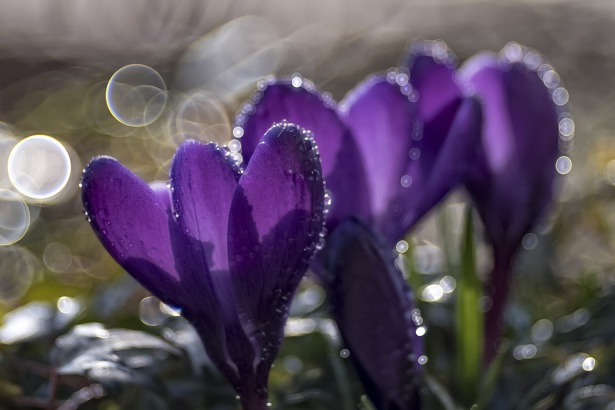 Crocus