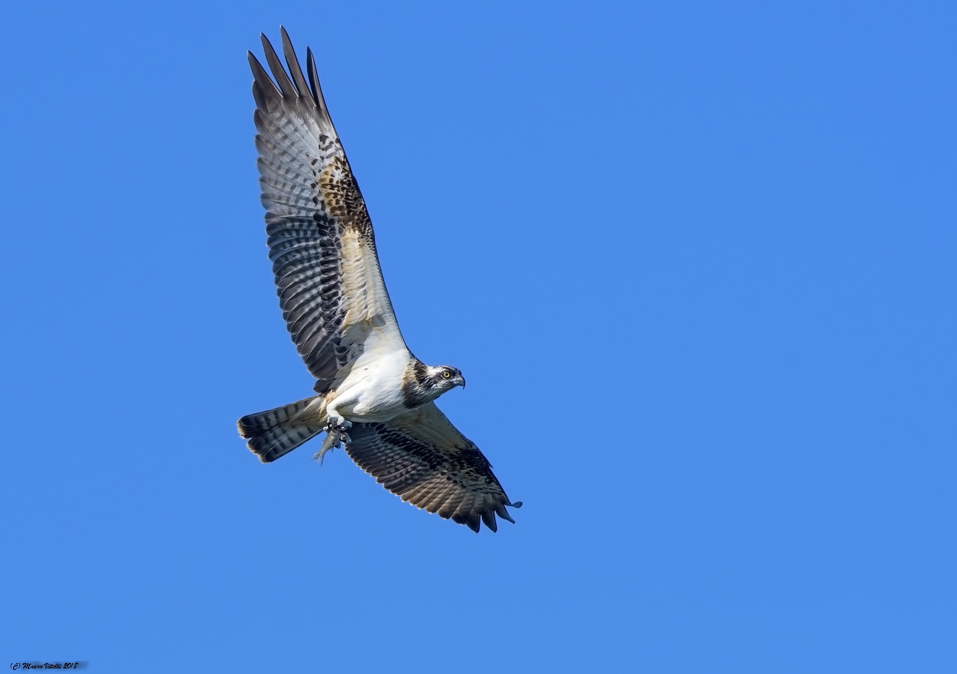 Osprey with Prey (Pandion haliaetus)