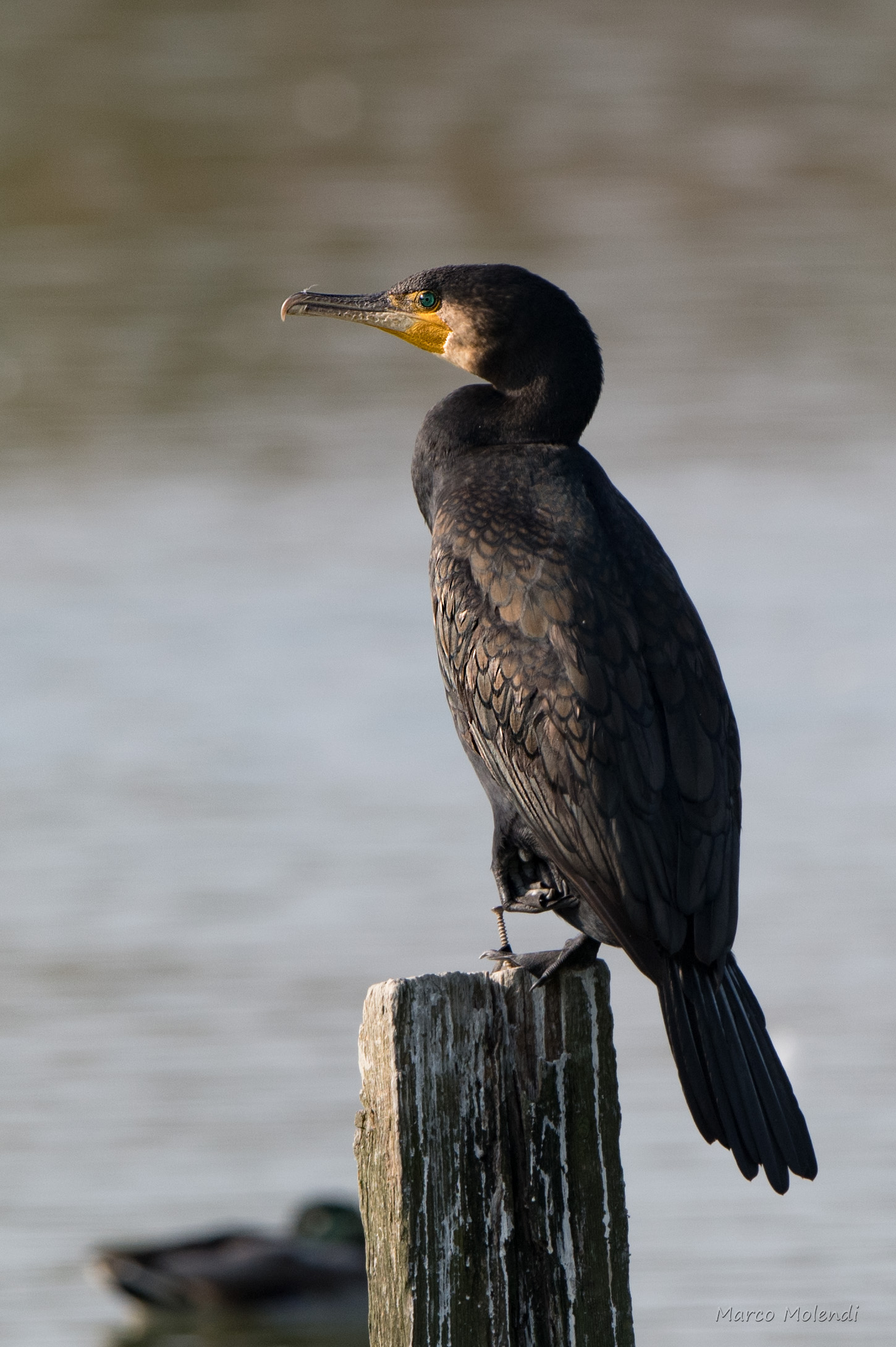 Cormorant