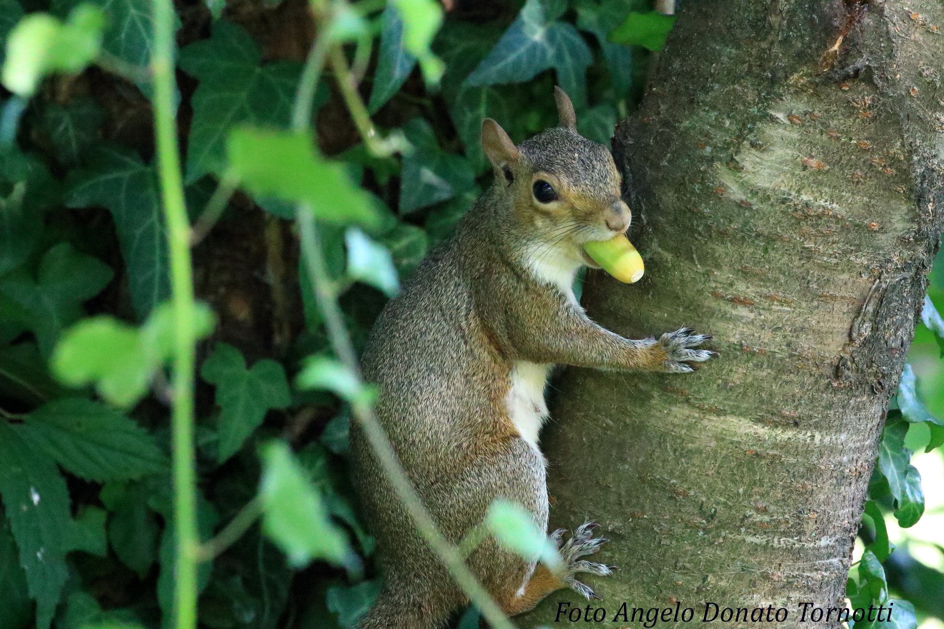 Provvista per l'inverno