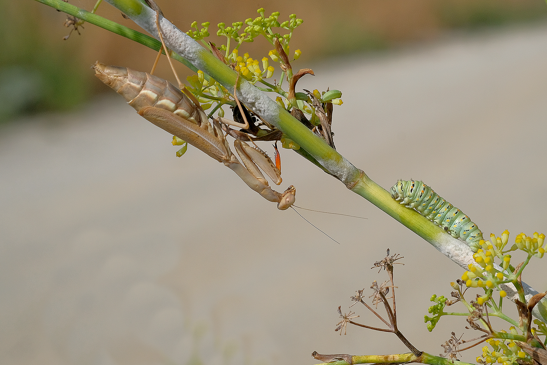 Mantis vs. Caterpillar.