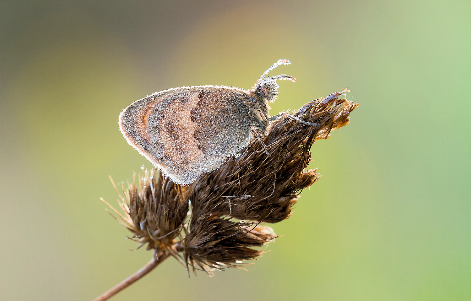 Coenonympha pamphilus
