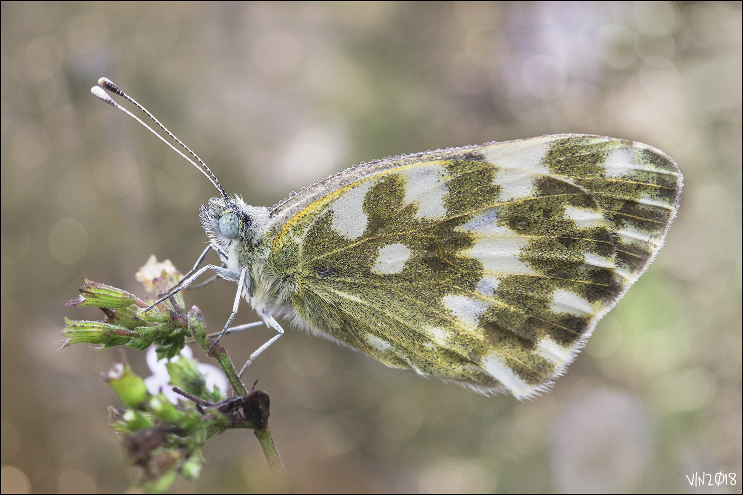 Pontia Edusia
