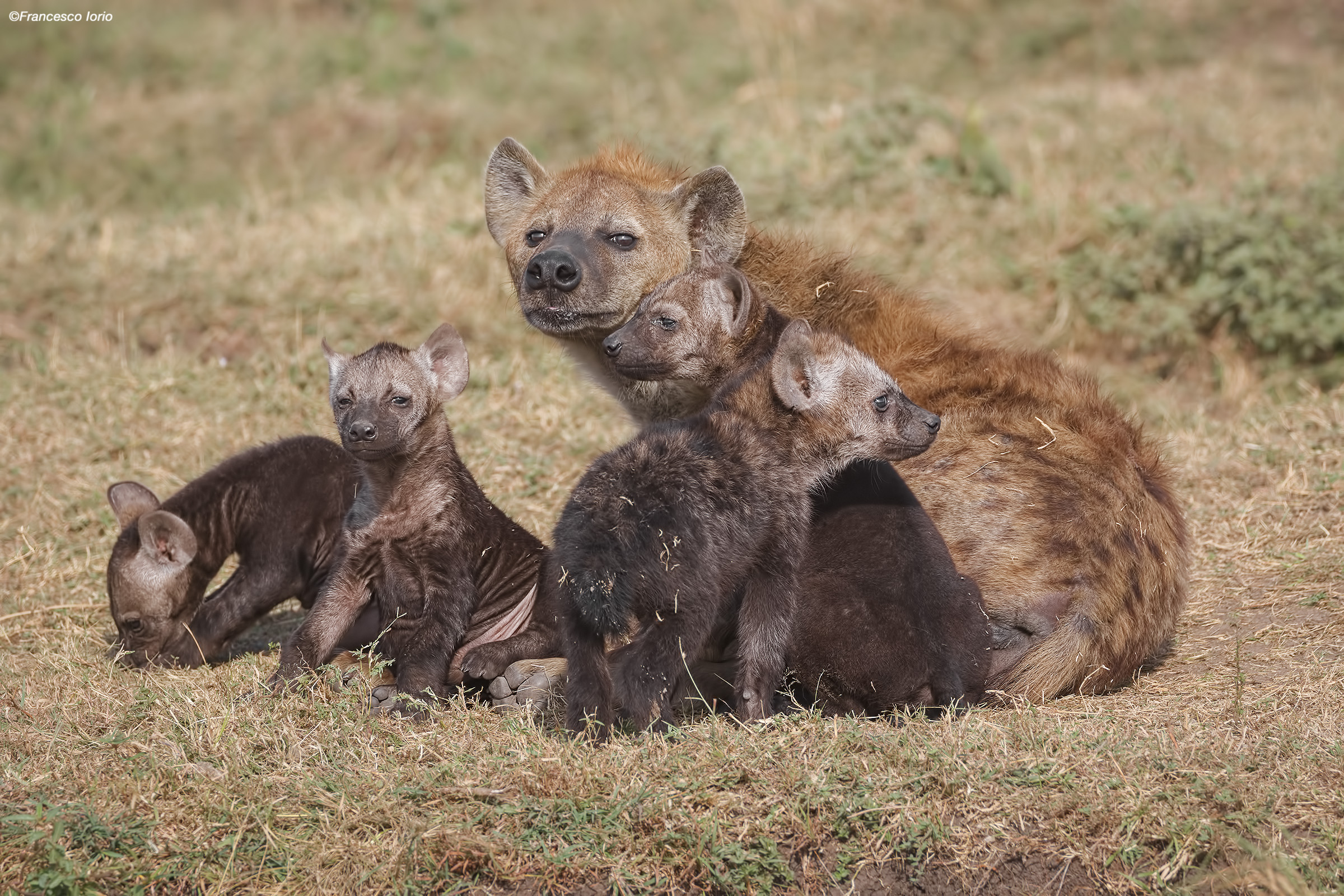 Family of Hyenas