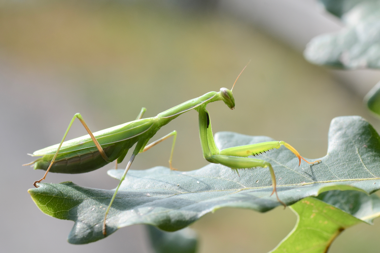 Praying Mantis 2