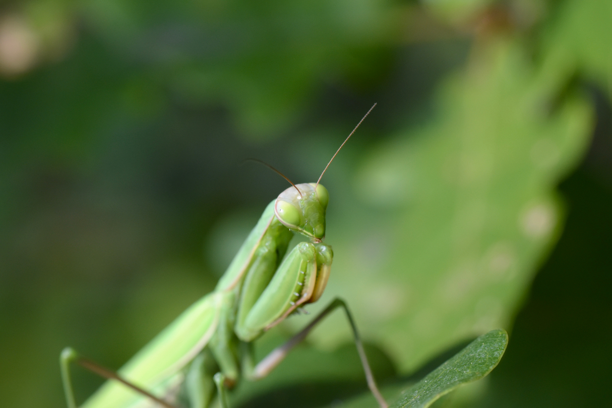 Praying Mantis 1