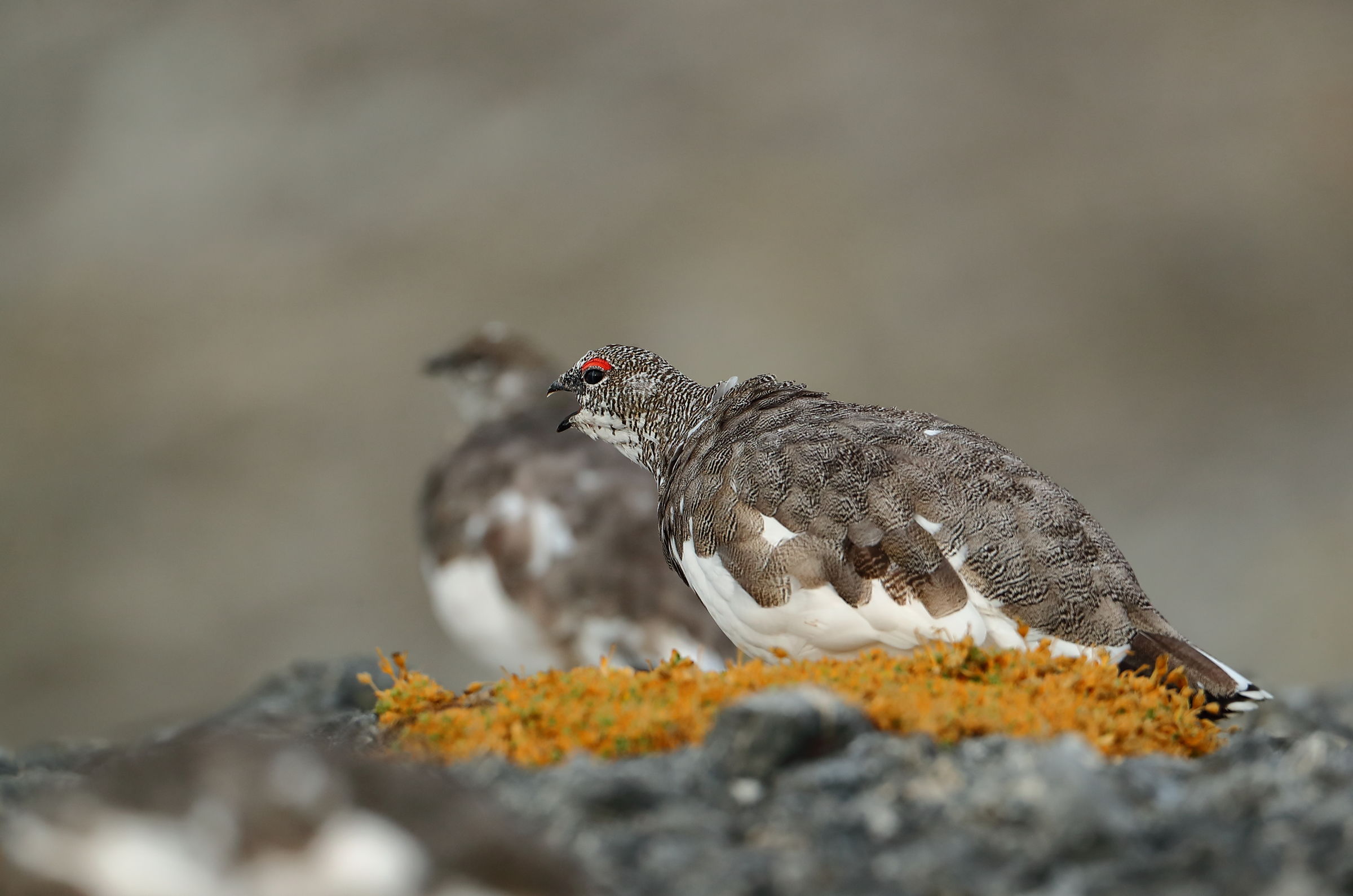 The song of The Partridge