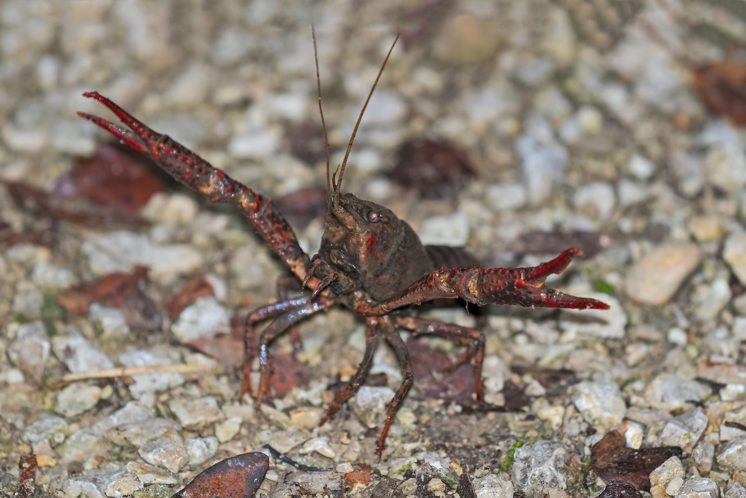 Freshwater Shrimp