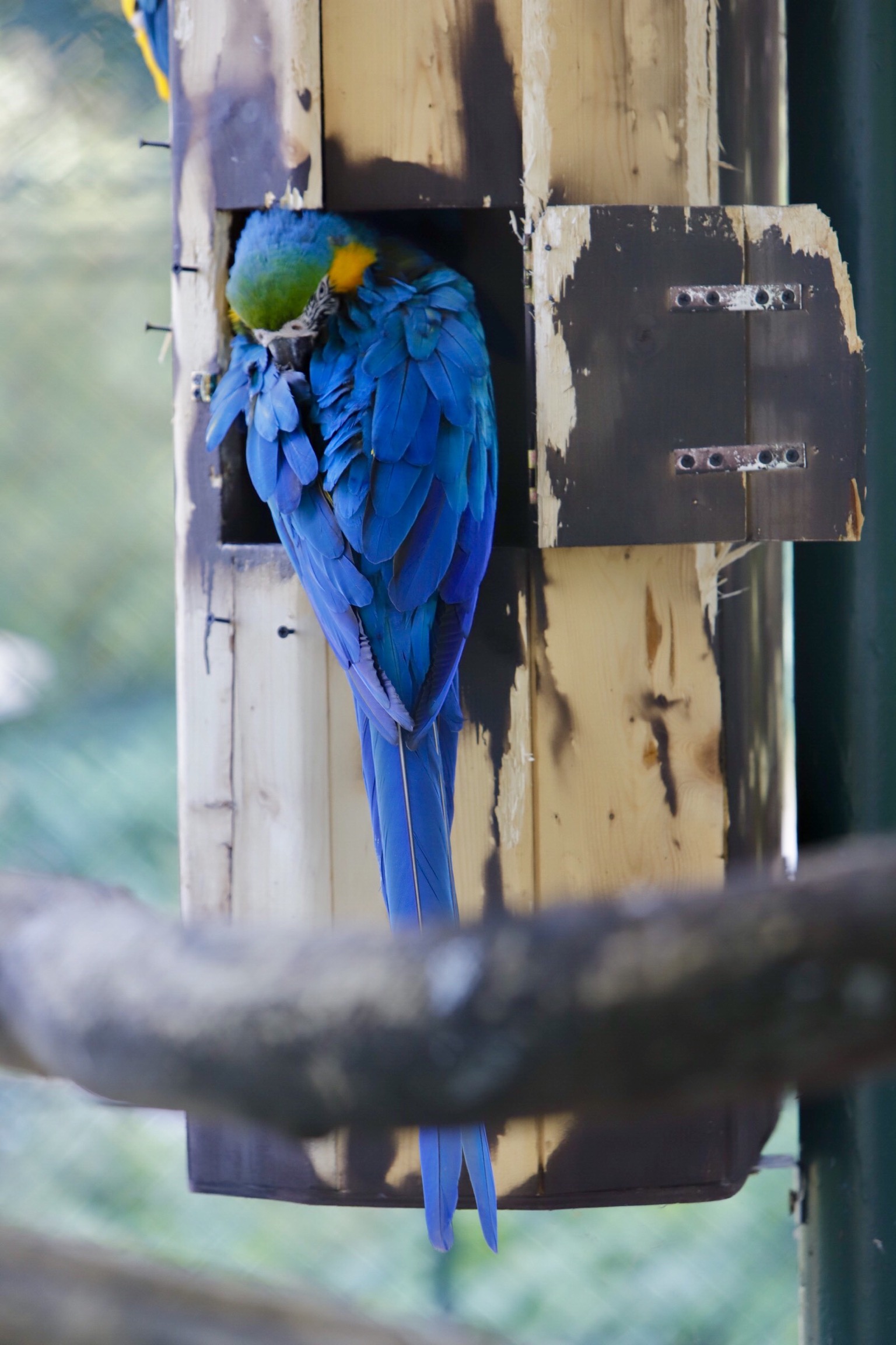 Blue parrot